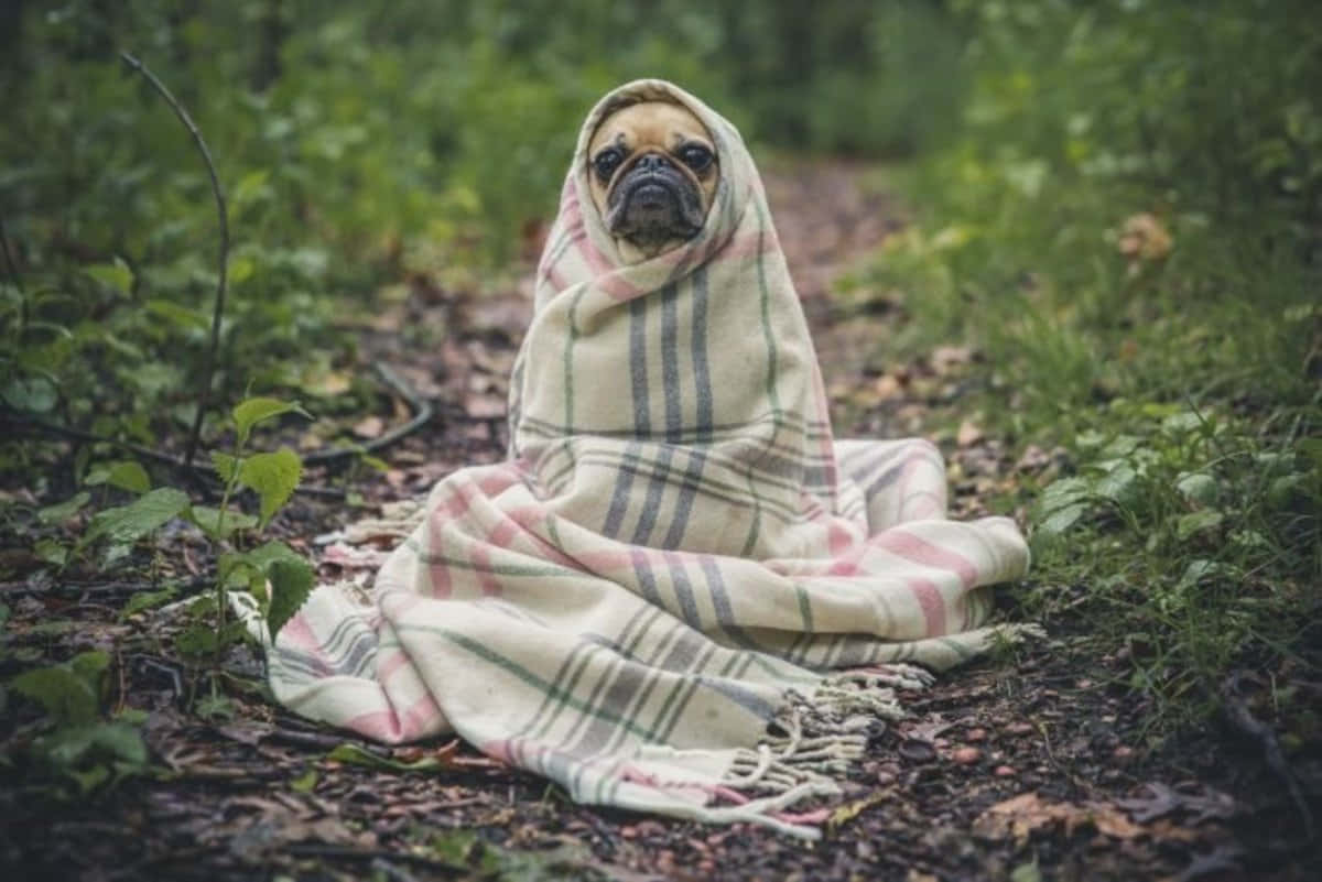 Pug 桌布 壁紙 — 一隻巴哥犬裹著格紋毯，莊嚴地坐在被綠色樹葉環繞的森林小徑上。
