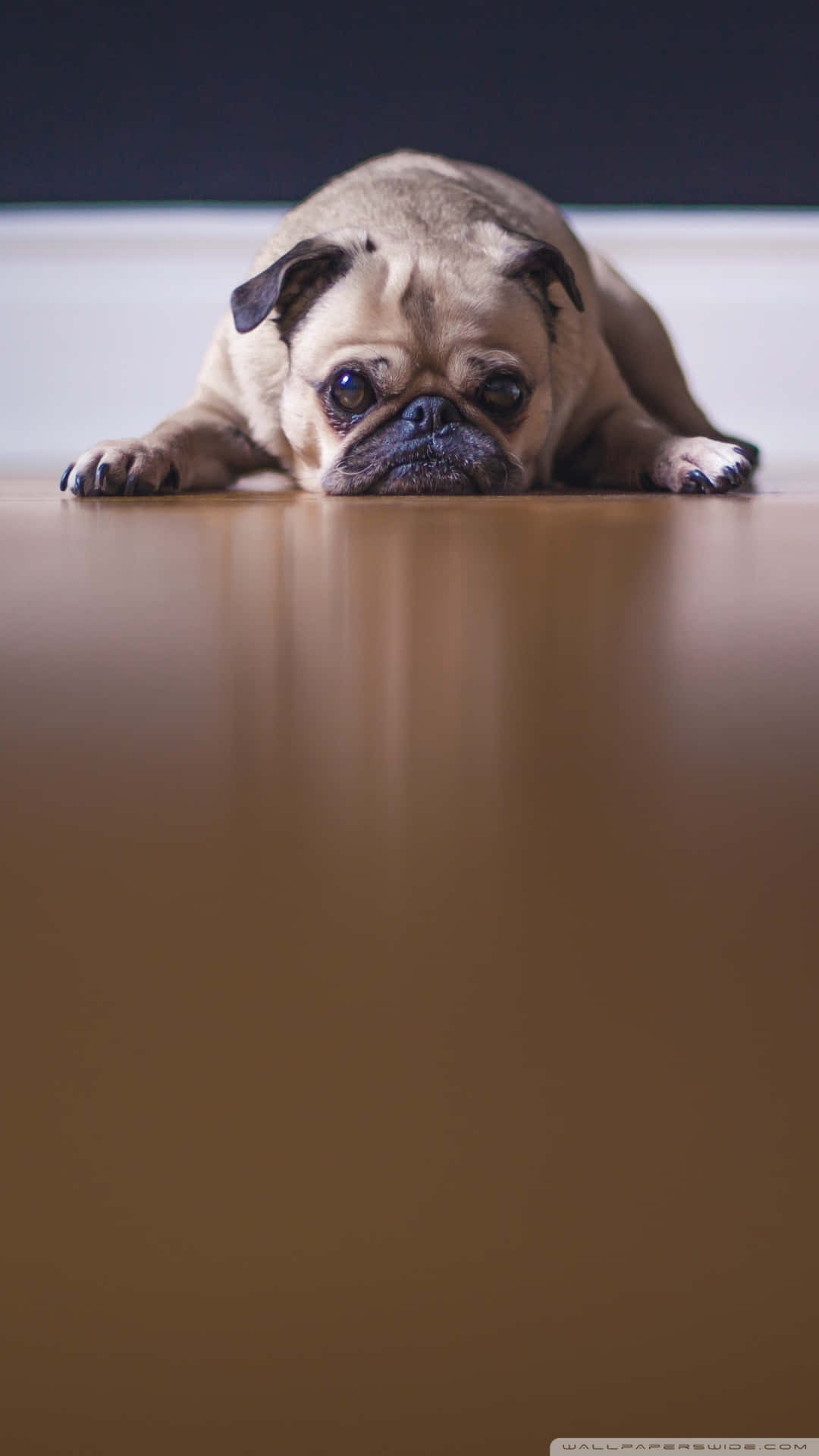 Pug 桌布 壁紙 — 一隻巴哥犬躺在木地板上，用充滿靈魂的大眼睛直視鏡頭。