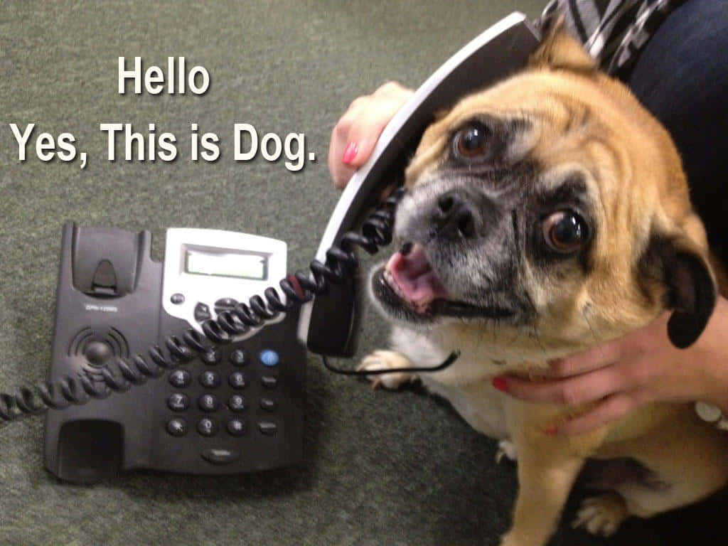 Dog Memes 桌布 壁紙 — 一隻巴哥犬頑皮地將電話聽筒放在耳邊，而一個人在地毯上用手支撐著牠。
