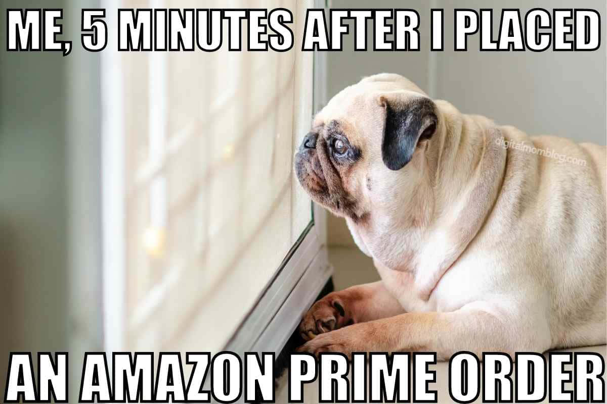 搞笑 桌布 壁紙 — 一隻巴哥狗在下了Amazon Prime訂單後，帶著無奈的表情渴望地望向窗外。