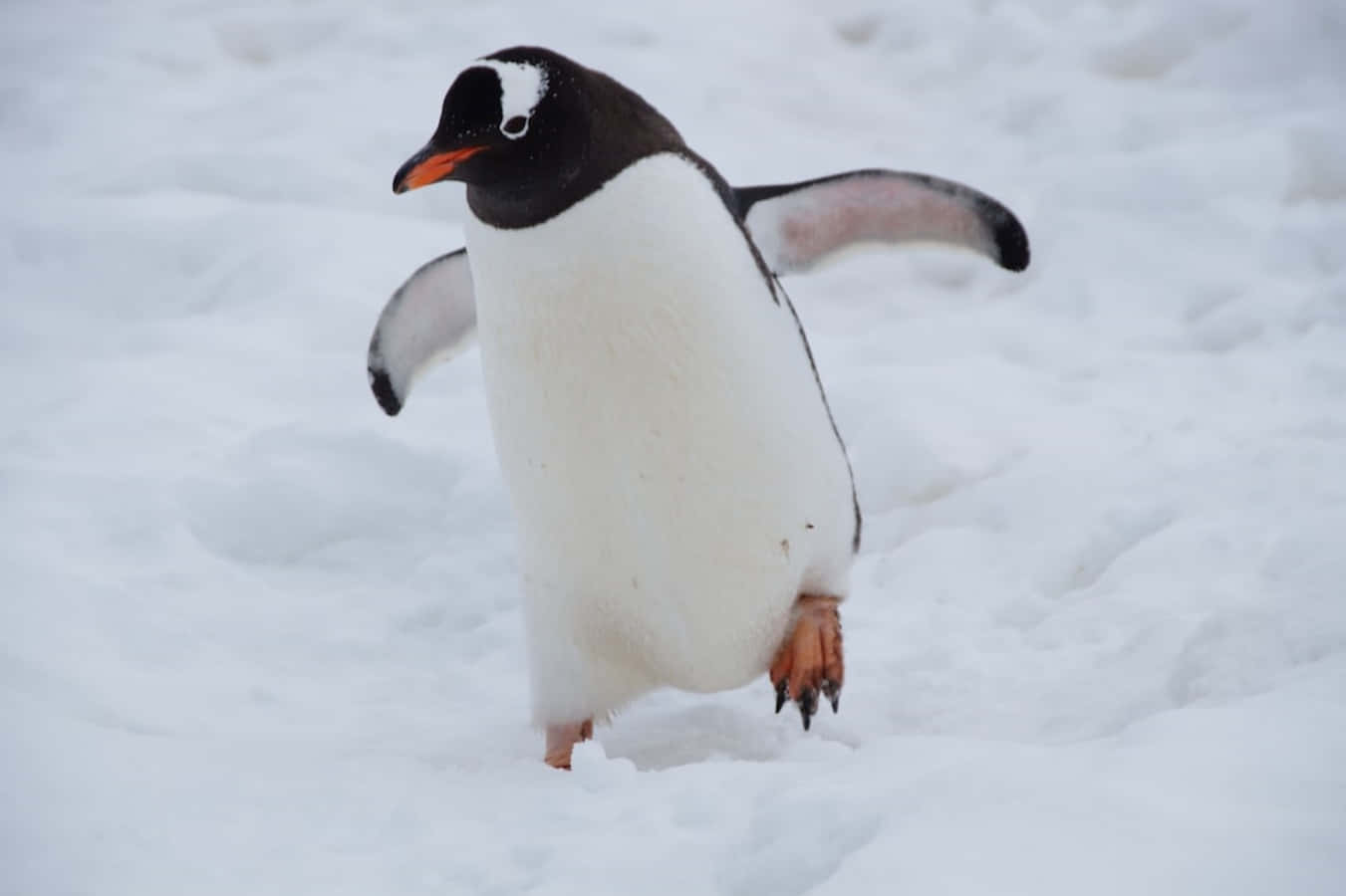 動物 桌布 壁紙 — 一隻巴布亞企鵝在雪地上搖搖擺擺地走，張開鰭狀肢以保持平衡。