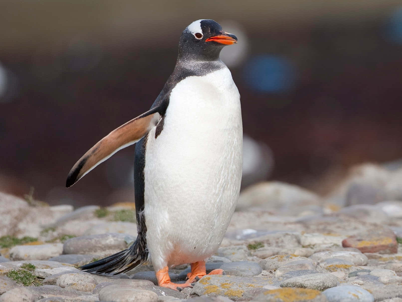 Penguin Funny 桌布 壁紙 — 一隻巴布亞企鵝直立於岩石海岸上，一隻翅膀微微舉起，背景為模糊的自然景色。
