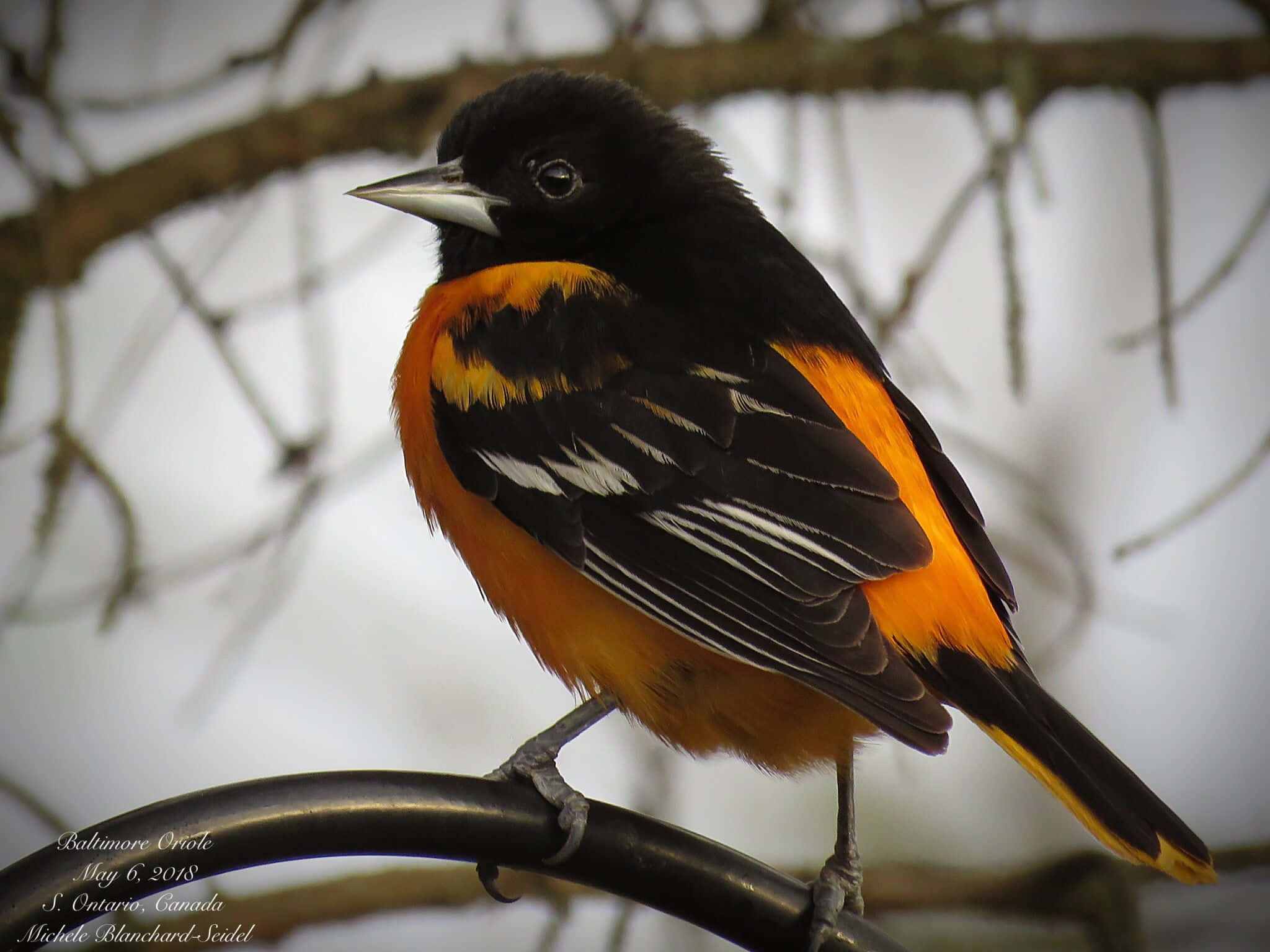 Orioles Bird 桌布 壁紙 — 一隻巴爾的摩金鶯棲息在金屬欄杆上，背景是柔和的模糊光禿樹枝。