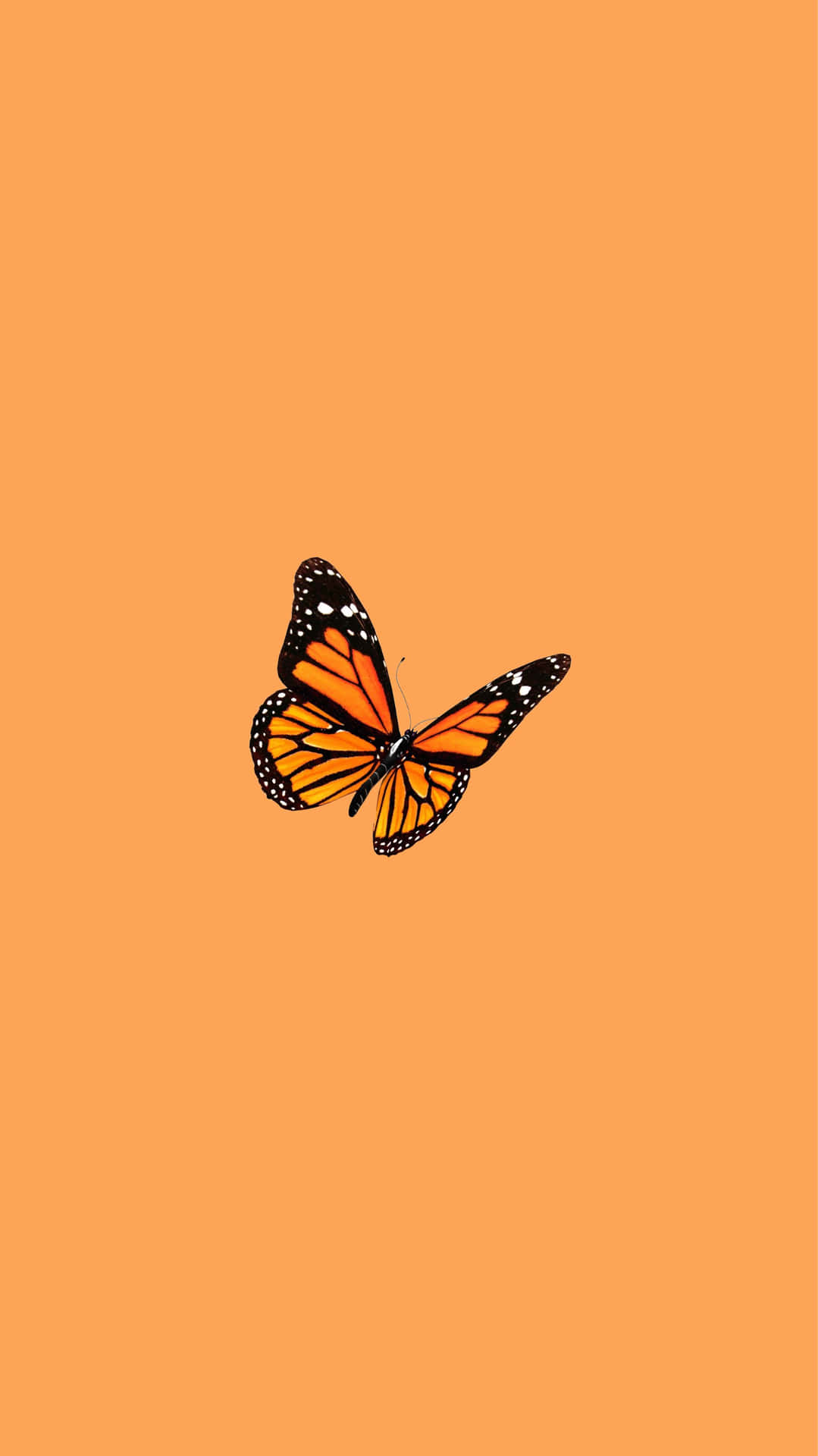 Orange Aesthetic Phone 桌布 壁紙 — 一隻帝王斑蝶，帶有橙色翅膀和黑色翅脈，漂浮在純色溫暖橙色背景上。