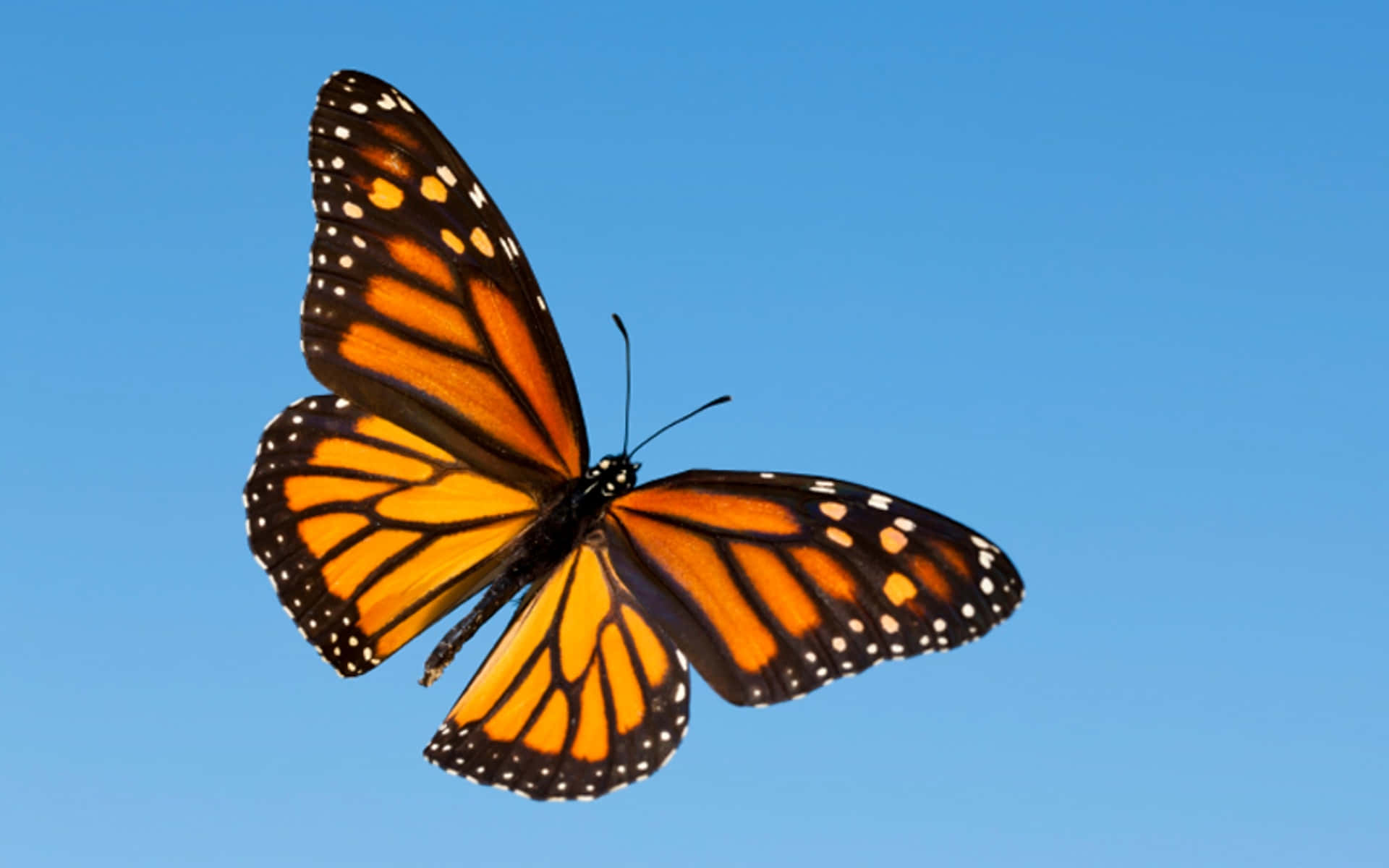 Monarch Butterfly 桌布 壁紙 — 一隻帝王斑蝶，帶有鮮豔橙色翅膀和黑色脈絡，在清澈藍天下優雅翱翔。