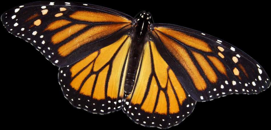 Monarch Butterfly 桌布 壁紙 — 一隻帝王斑蝶，帶有鮮豔的橙色翅膀和黑色脈絡，停在純黑色背景上。
