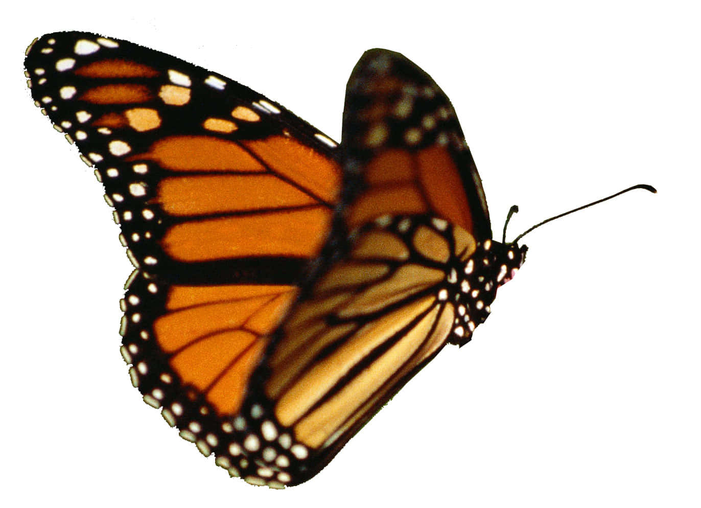 Butterfly Yellow 桌布 壁紙 — 一隻帝王斑蝶，帶有鮮豔的橙色翅膀和黑色脈絡，停留在純白色背景上。