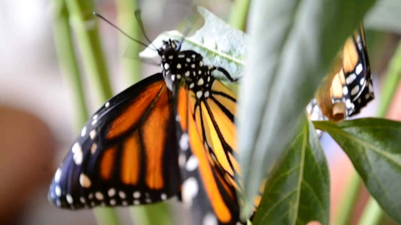 Caterpillar Transformation 桌布 壁紙 — 一隻帝王斑蝶，帶有鮮豔的橙色翅膀和黑色脈絡，輕輕地停在模糊樹葉中的一片綠葉上。