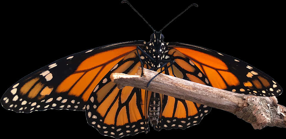 Monarch Butterfly 桌布 壁紙 — 一隻帝王斑蝶，擁有鮮豔的橙色翅膀和黑色脈絡，優雅地停在一根有紋理的小樹枝上，背景是純黑色。