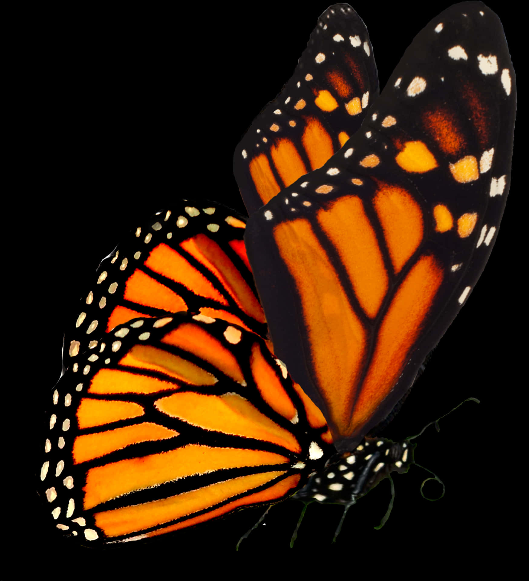 Monarch Butterfly 桌布 壁紙 — 一隻帝王斑蝶，擁有鮮豔的橙色翅膀和黑色脈絡，停在純黑色背景上。