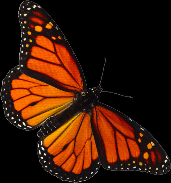 Monarch Butterfly 桌布 壁紙 — 一隻帝王斑蝶，擁有鮮豔的橙色翅膀和黑色脈絡，停留在純黑背景上。