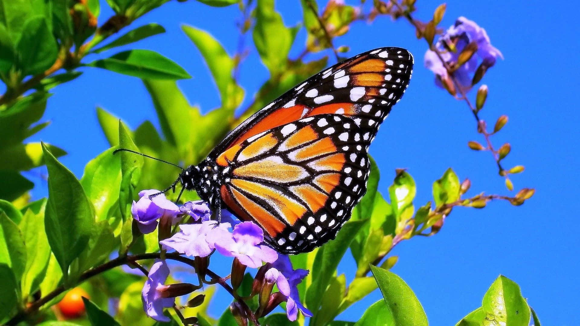 Butterflies 桌布 壁紙 — 一隻帝王斑蝶，翅膀呈橙色、黑色和白色，輕盈地棲息在紫色花朵上，背景是鮮豔的藍天。