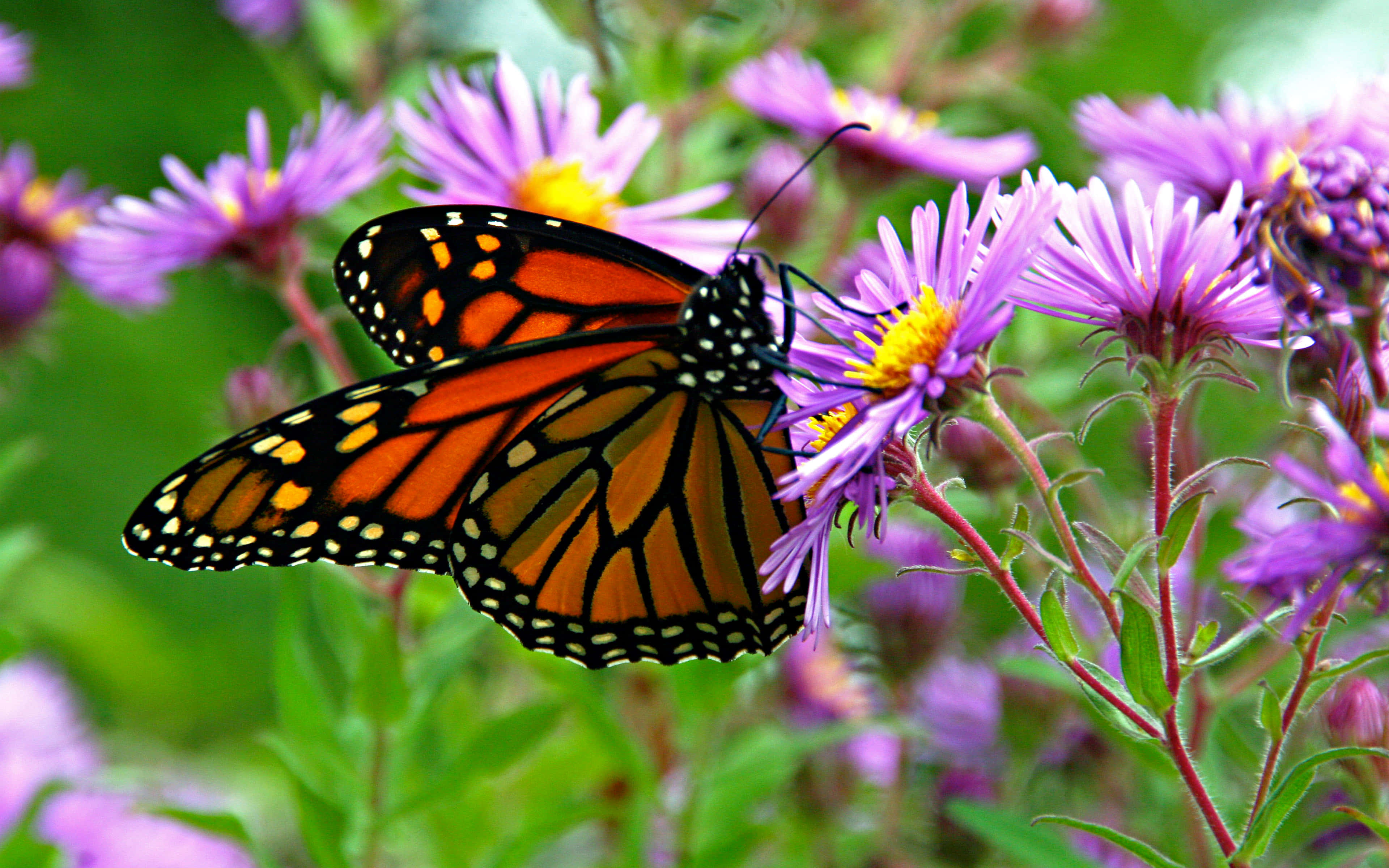 Monarch Butterfly 桌布 壁紙 — 一隻帝王斑蝶，翅膀呈橙色、黑色和白色，輕輕停在一朵有黃色中心的紫色花上。