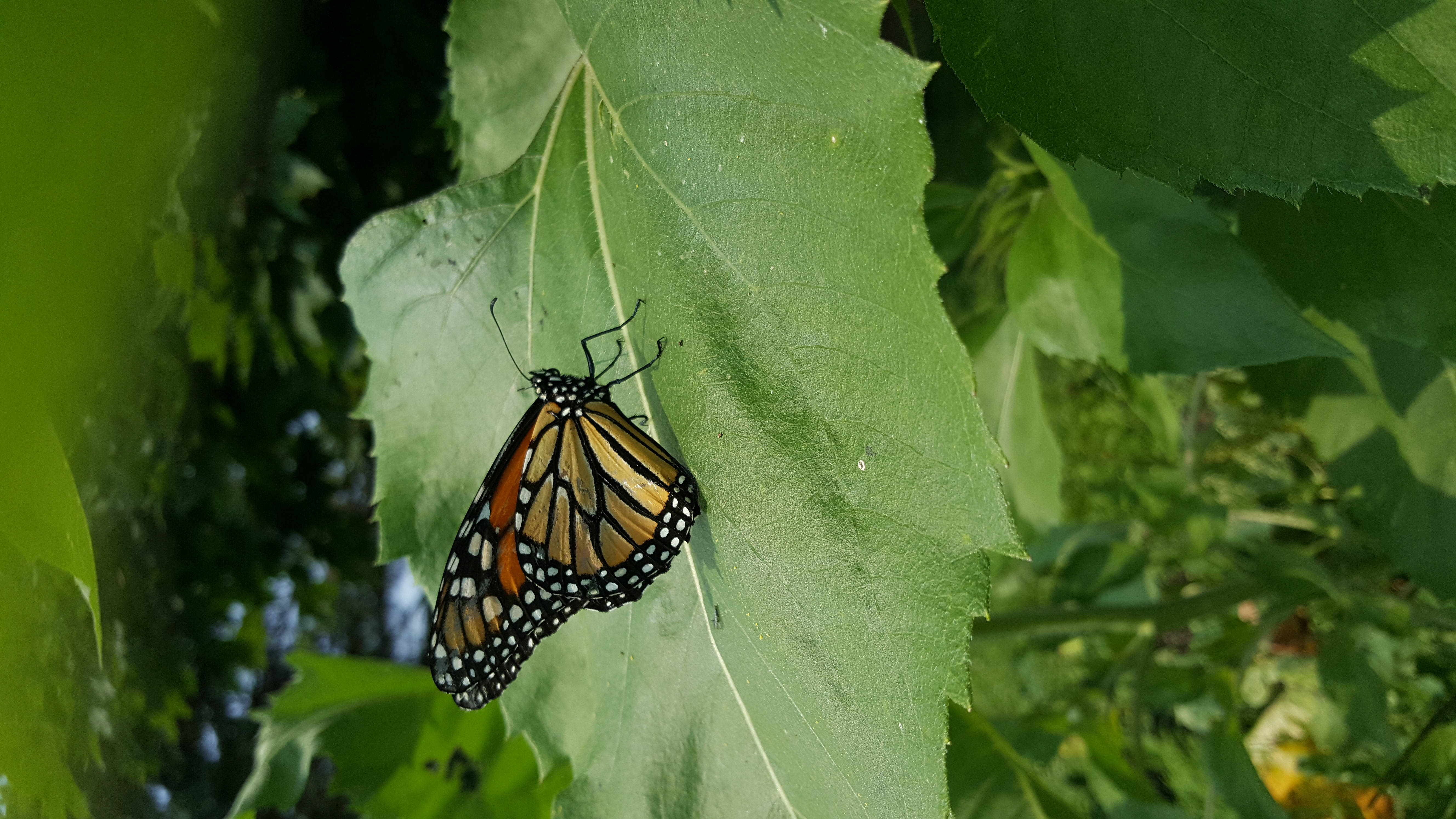 full HD butterfly 桌布 壁紙 — 一隻帝王斑蝶停在一大片綠葉上，陽光穿過周圍的樹葉照射進來。