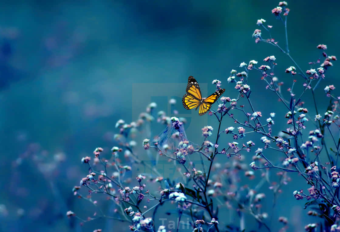 Real Butterfly 桌布 壁紙 — 一隻帝王斑蝶優雅地棲息在細小粉紅和白色花朵的纖細莖上，背景是清涼的藍色模糊效果。