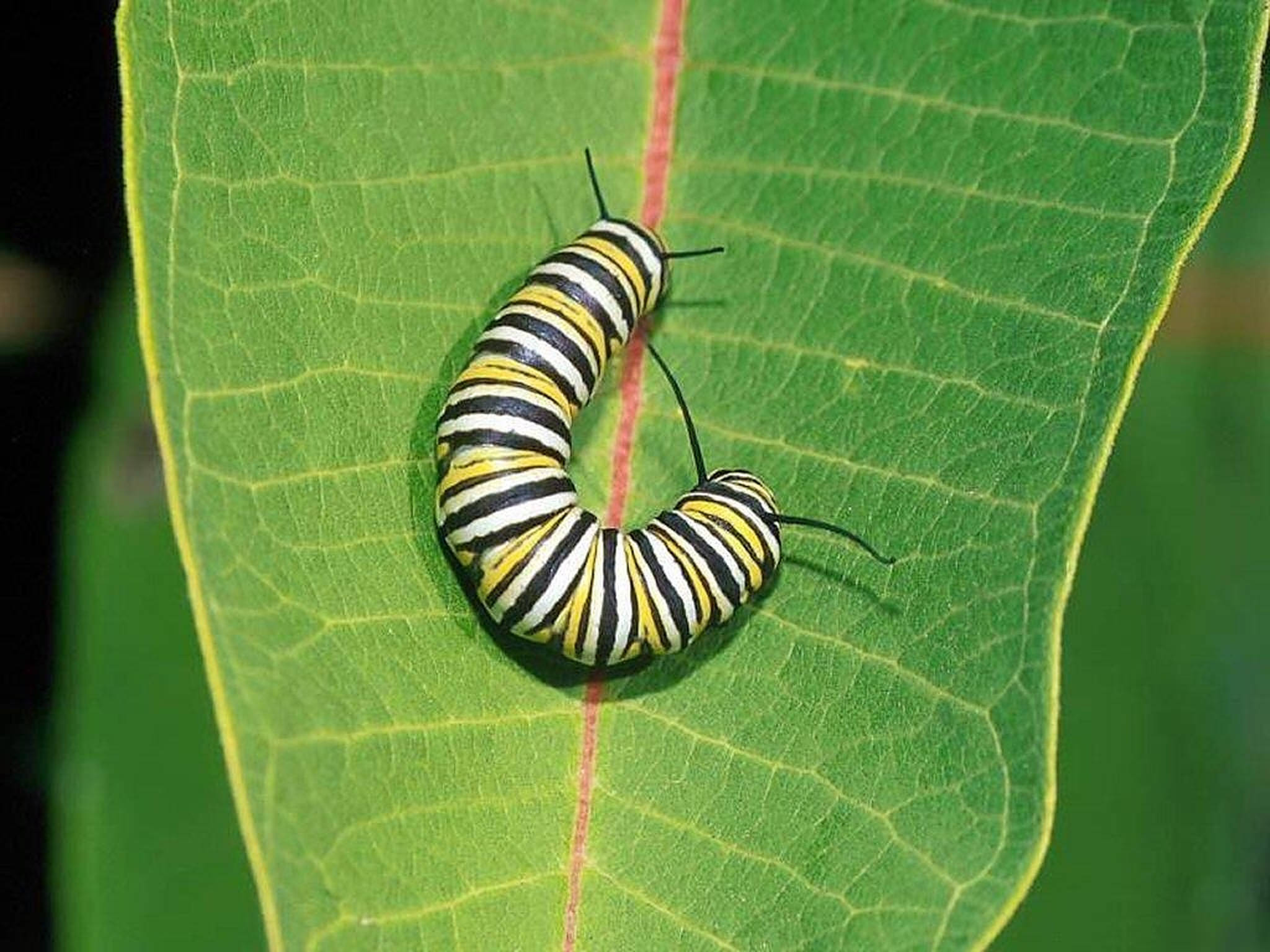 Caterpillar Insect 桌布 壁紙 — 一隻帝王斑蝶幼蟲，帶有鮮明的黃、黑、白條紋，優雅地蜷曲在鮮綠色的葉子上。