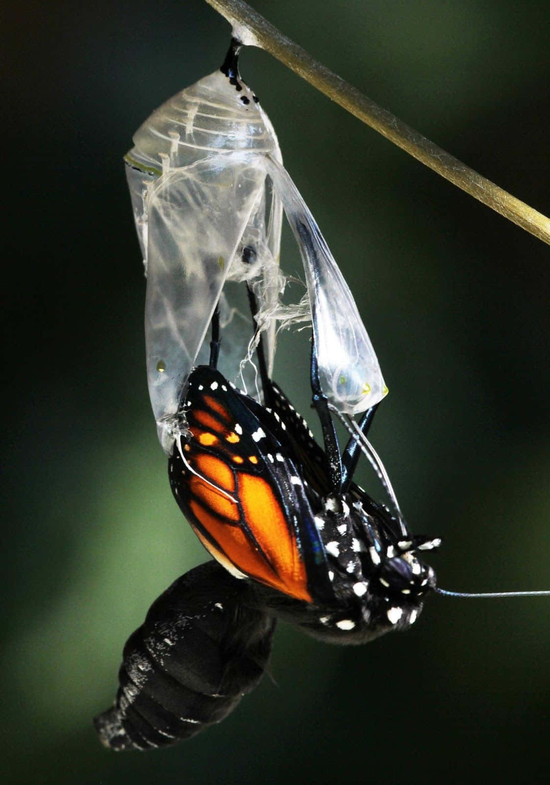 Butterfly Metamorphosis 桌布 壁紙 — 一隻帝王斑蝶從依附在樹枝上的蛹中羽化，背景是柔和模糊的綠色。