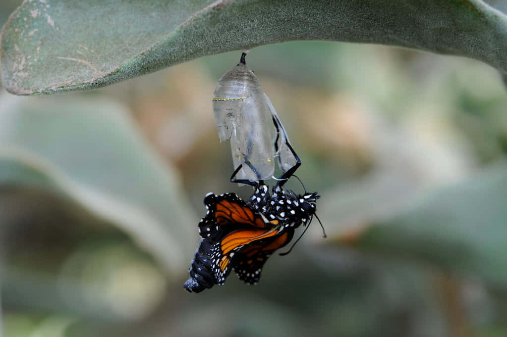 Emerging Butterfly 桌布 壁紙 — 一隻帝王斑蝶從懸掛在毛茸茸綠葉下的蛹中羽化，沐浴在柔和自然光下。