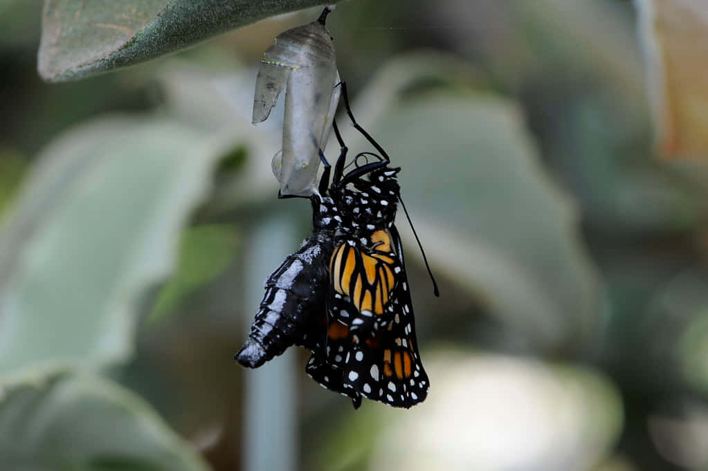 Emerging Butterfly 桌布 壁紙 — 一隻帝王斑蝶從懸掛在葉子上的蛹中羽化，背景是柔和模糊的綠色。