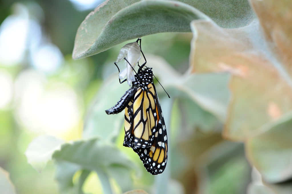 Emerging Butterfly 桌布 壁紙 — 一隻帝王斑蝶從蛹中出來，緊抓著一片綠葉，背景是模糊的樹葉。