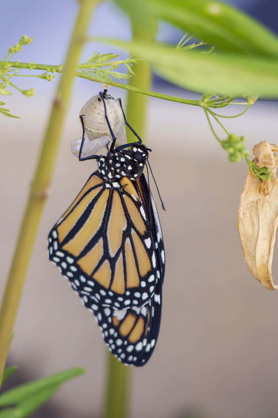Butterfly Metamorphosis 桌布 壁紙 — 一隻帝王斑蝶從蛹中破繭而出，緊抓著綠色莖幹，擁有鮮豔的橙色翅膀和黑色脈絡。