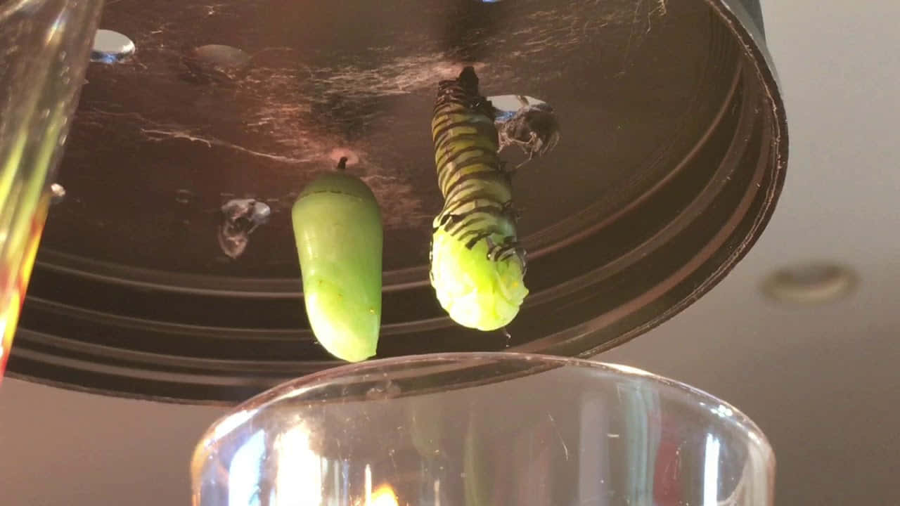 Caterpillar Transformation 桌布 壁紙 — 一隻帝王斑蝶毛蟲在溫暖的室內燈光下，緊貼在一個綠色蛹旁邊的罐蓋上。