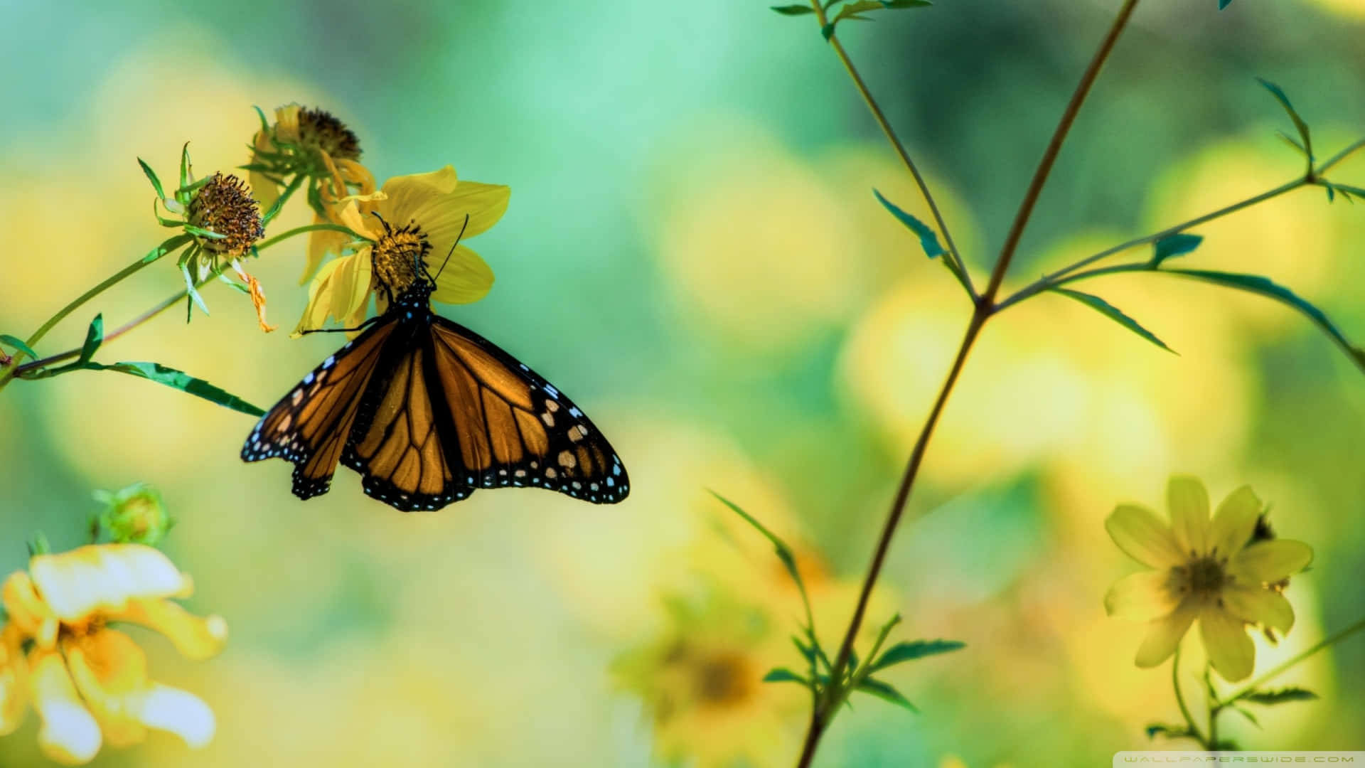 Monarch Butterfly 桌布 壁紙 — 一隻帝王斑蝶輕柔地停在一朵黃花上，周圍是柔軟的綠色葉子和模糊的花卉背景。