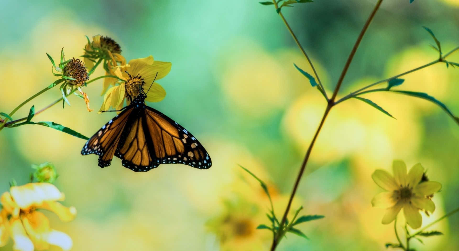 Yellow Butterfly 桌布 壁紙 — 一隻帝王斑蝶輕柔地停在一朵黃花上，背景是柔和的綠色和黃色散景。