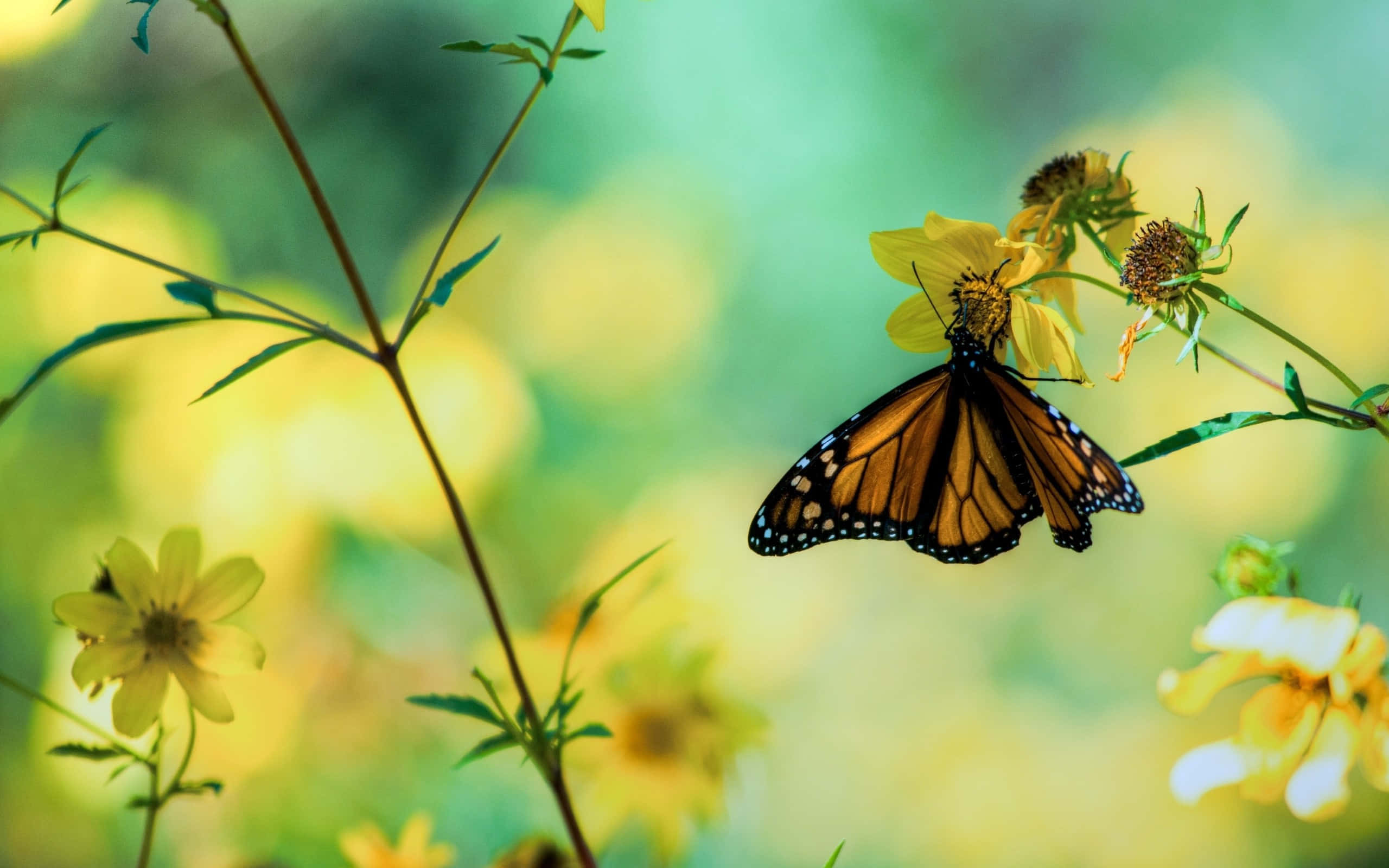 Butterfly Garden Plants 桌布 壁紙 — 一隻帝王斑蝶輕柔地停在一朵黃花上，背景是柔和的綠色和黃色散景。