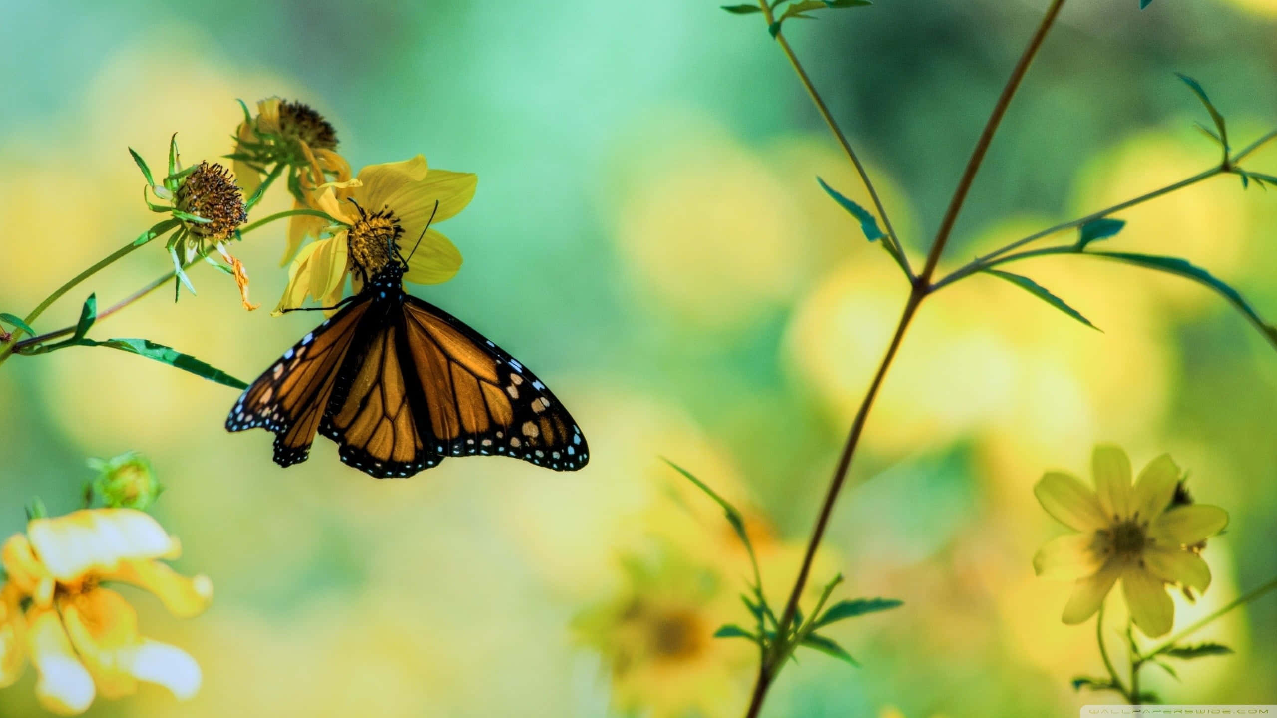 Real Butterfly 桌布 壁紙 — 一隻帝王斑蝶輕柔地停在一朵黃花上，周圍是柔軟的綠色葉片和模糊的金色花朵。