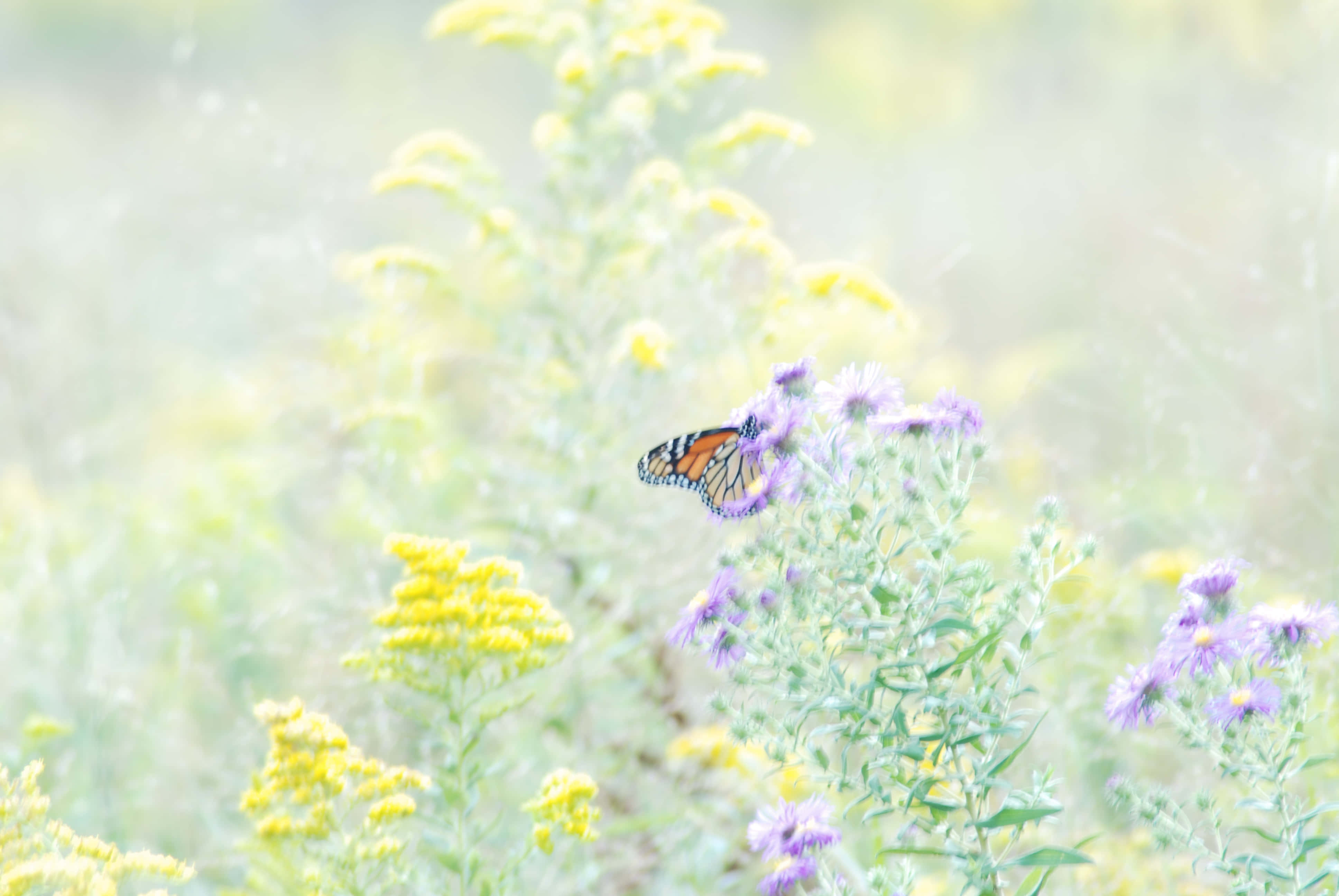 Butterfly Garden 桌布 壁紙 — 一隻帝王斑蝶輕柔地停在紫色花朵上，置身於一片柔焦的黃色花田中，沐浴在柔和光線中。