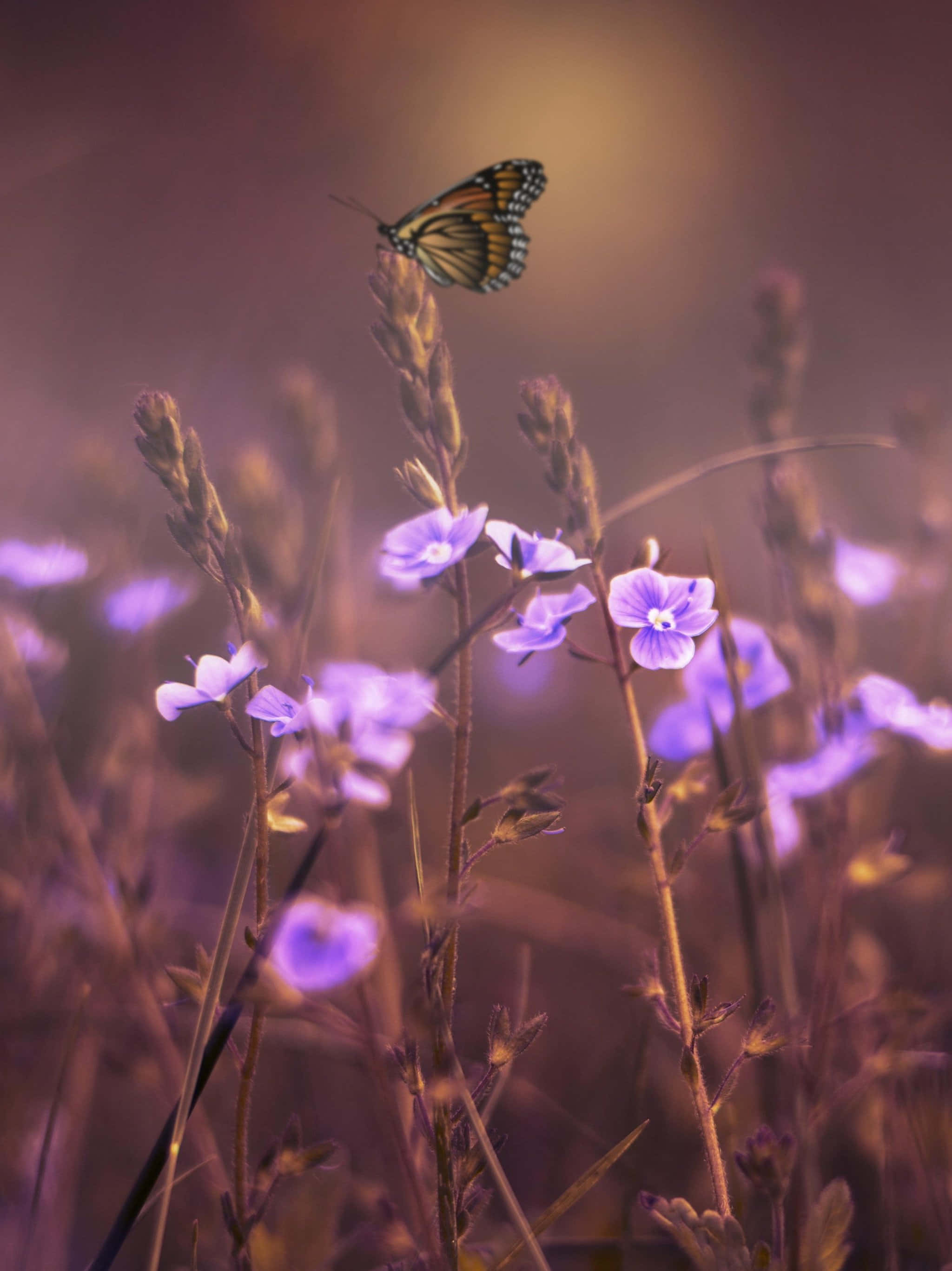 Wildflowers 桌布 壁紙 — 一隻帝王斑蝶輕柔地棲息在紫色花莖上，沐浴在柔和的金色陽光中。