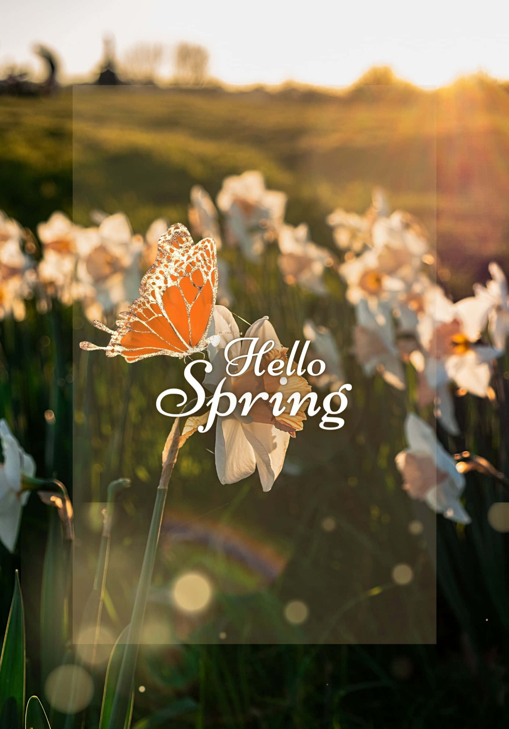 Spring Aesthetic 桌布 壁紙 — 一隻帝王蝶停在一朵白色水仙花上，金色的陽光以柔和的散景沐浴著春天的草地。