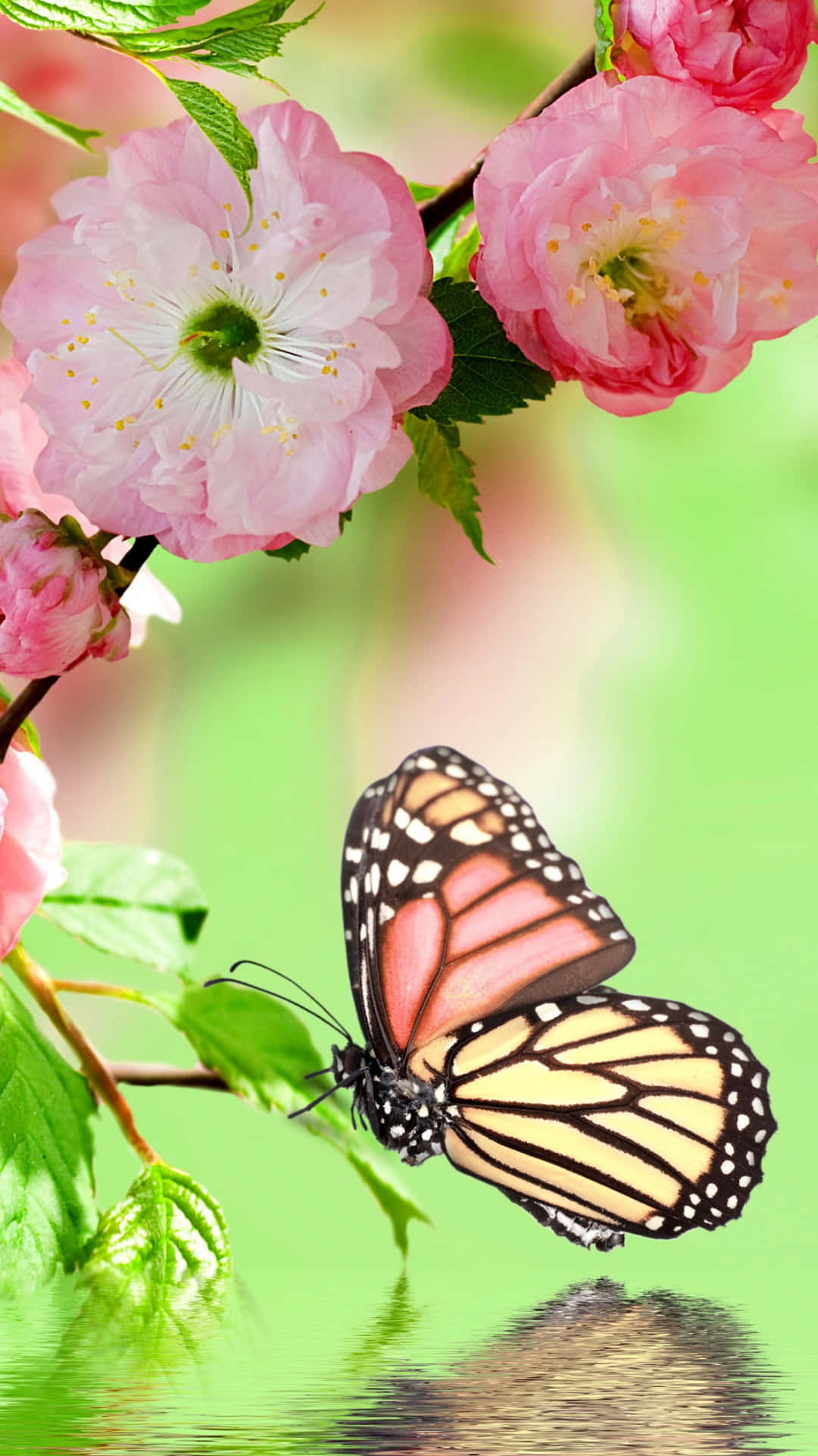 Monarch Butterfly 桌布 壁紙 — 一隻帝王蝶在柔和日光下，於平靜水面倒映的粉紅櫻花附近休息。