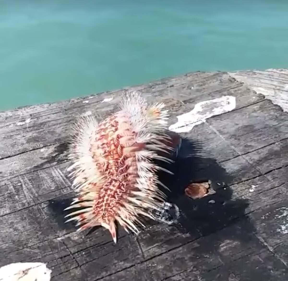 Creepy Ocean 桌布 壁紙 — 一隻帶刺的橙白色海洋生物在風化的木製碼頭板上休息，旁邊是碧綠色的海水。