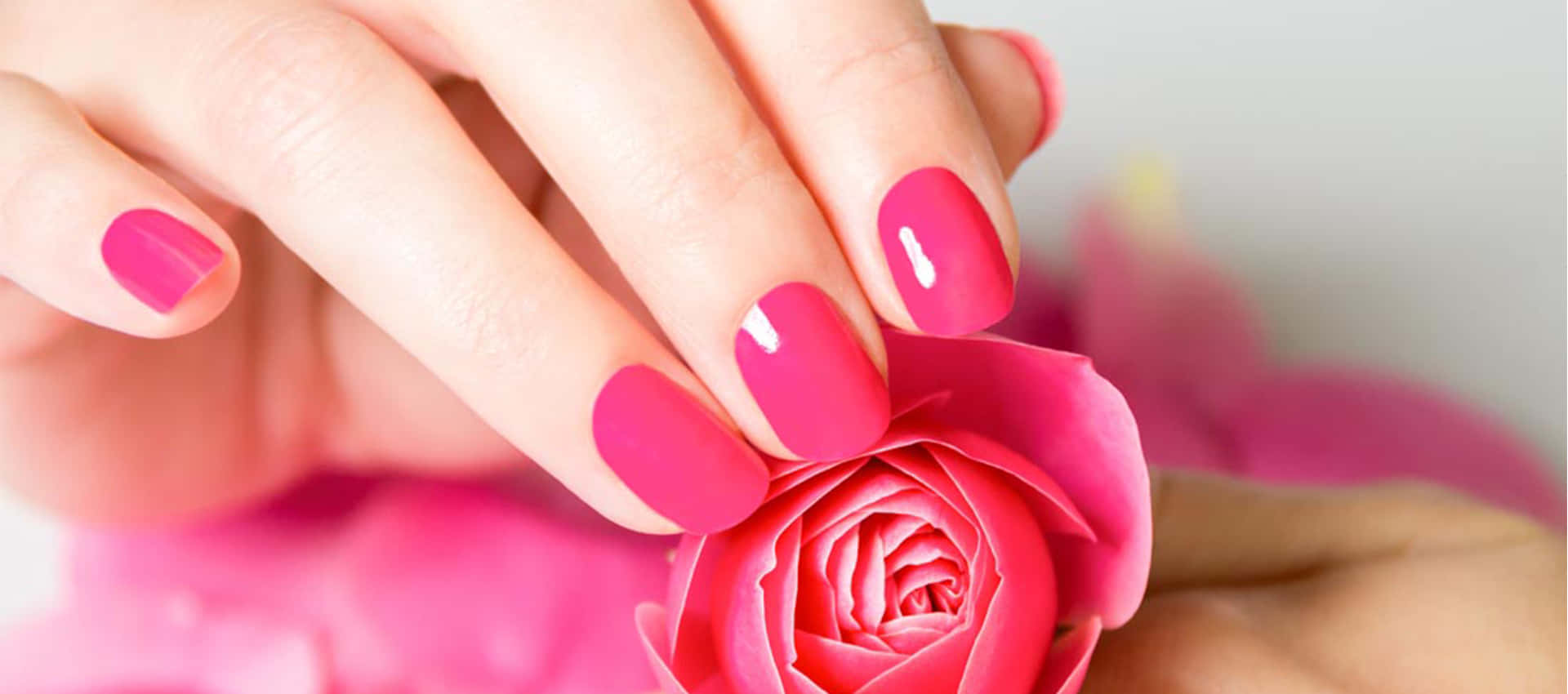 Pink Nails 桌布 壁紙 — 一隻帶有光澤粉紅指甲的手，在柔和模糊的背景中，輕輕拿著一朵鮮豔的粉紅玫瑰的特寫。