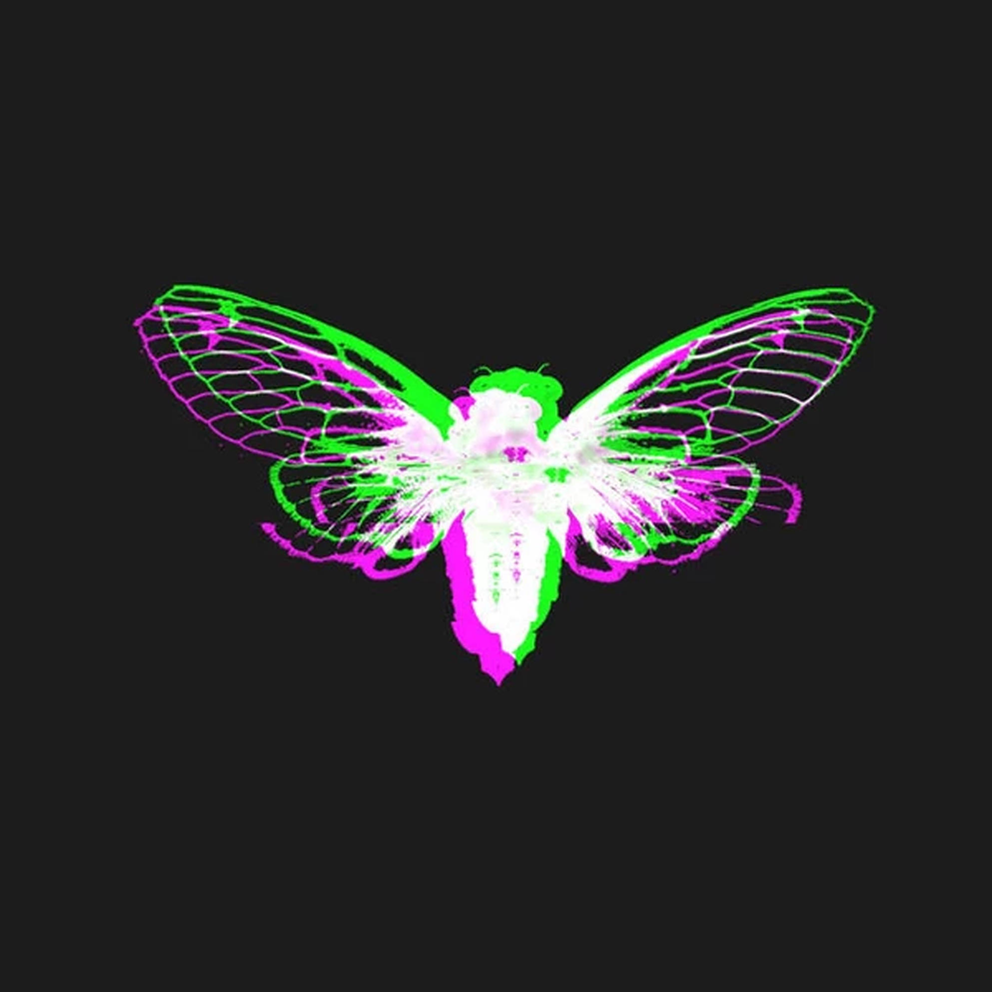 Cicada 桌布 壁紙 — 一隻帶有半透明翅膀的螢光綠和洋紅色蟬，在黑色背景上發光。