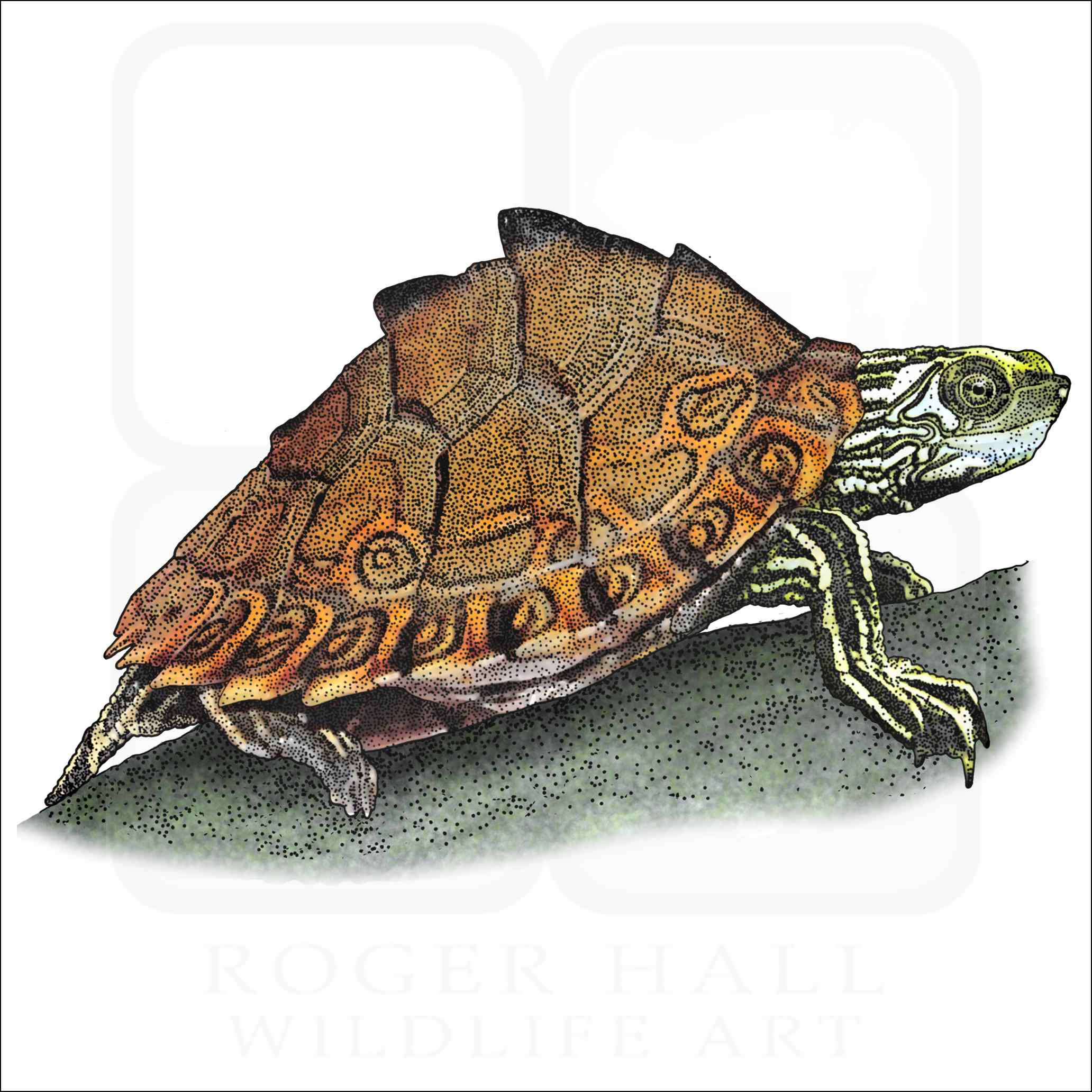 Turtle 桌布 壁紙 — 一隻帶有圖案棕色龜殼和綠色頭部的烏龜棲息在斑點岩石上的詳細插圖。