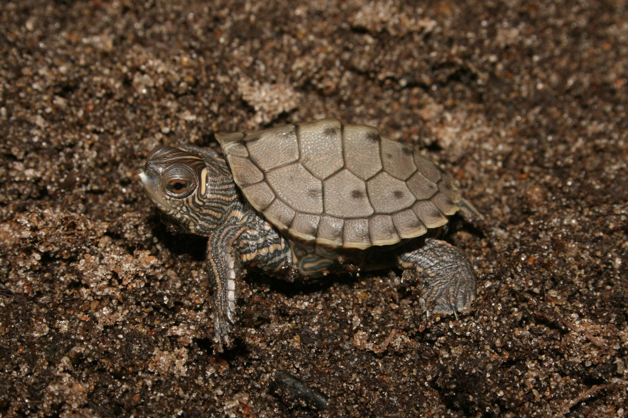 reptiles 桌布 壁紙 — 一隻帶有圖案殼和條紋四肢的小烏龜在深色沙土上爬行。