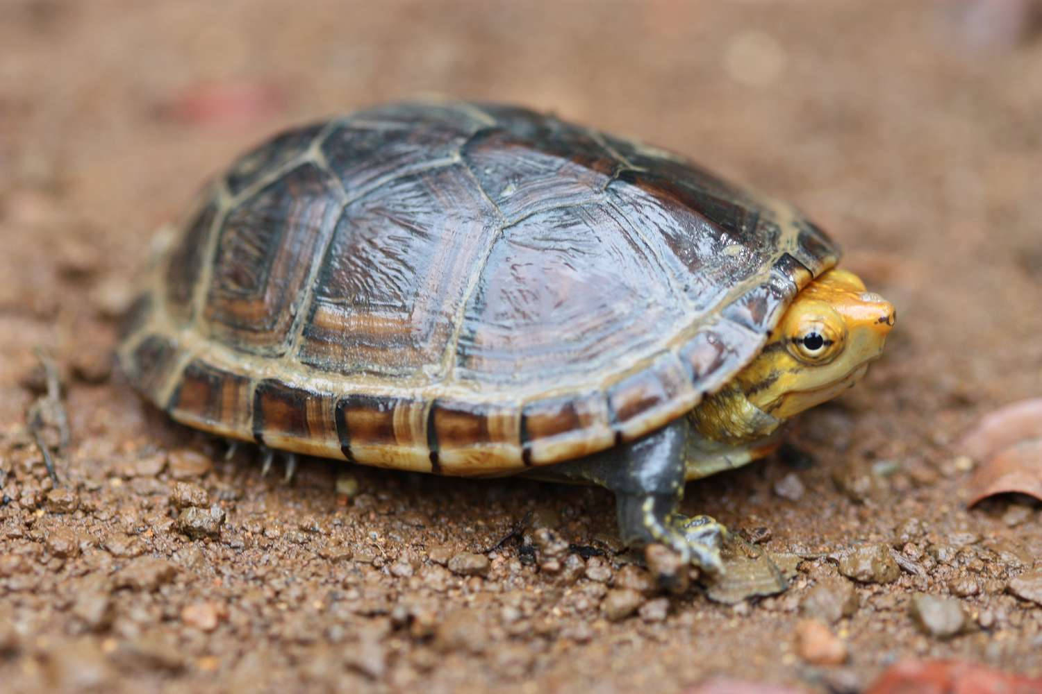 Turtle 桌布 壁紙 — 一隻帶有圖案殼和黃色頭的小烏龜在紅棕色泥土上緩慢爬行。