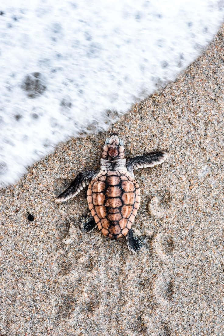 Turtle 桌布 壁紙 — 一隻帶有圖案殼的小海龜在濕沙上爬行，海浪泡沫在旁邊翻滾。
