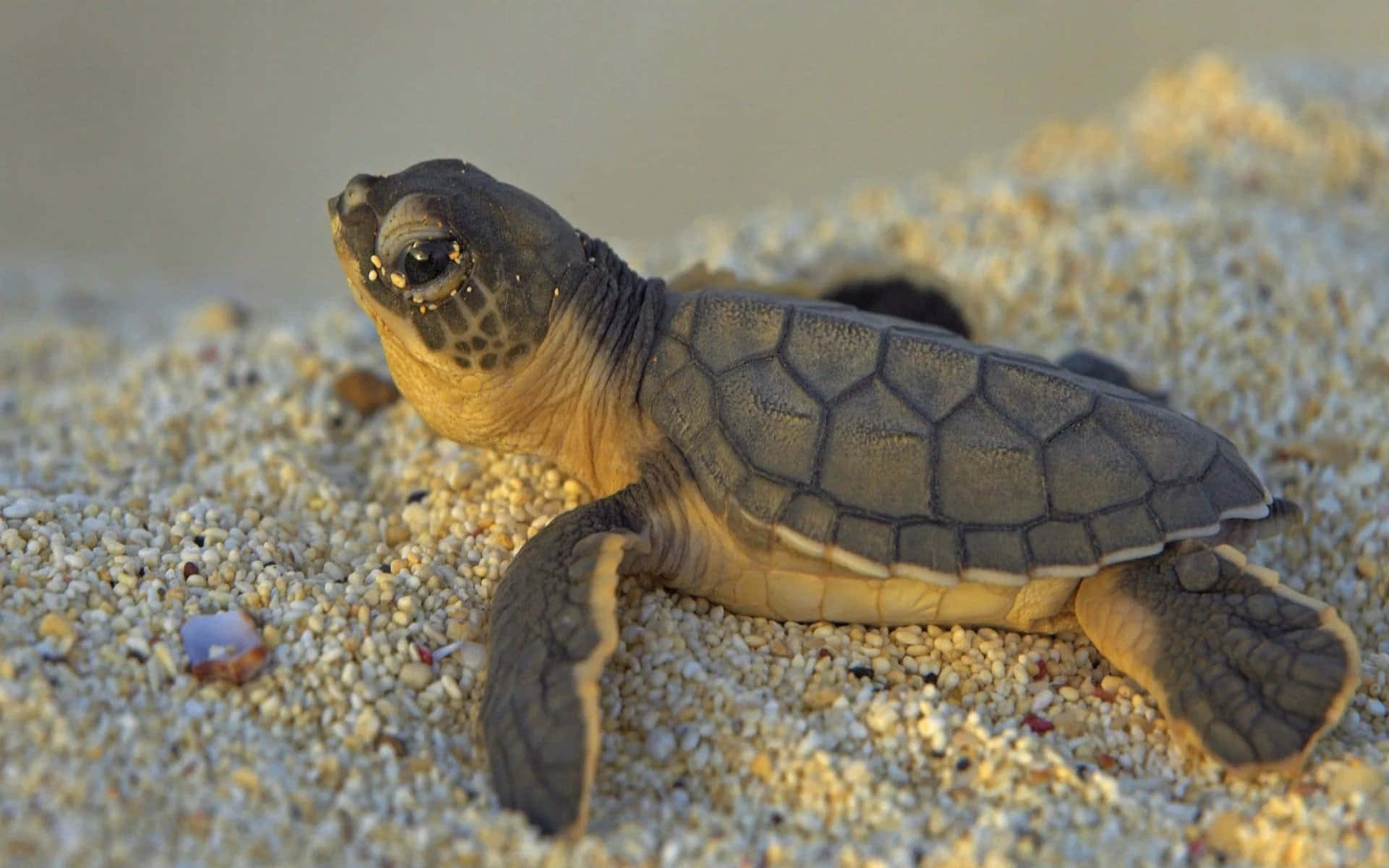 Turtle 桌布 壁紙 — 一隻帶有圖案殼的小海龜在陽光照射的沙灘上爬向海洋。