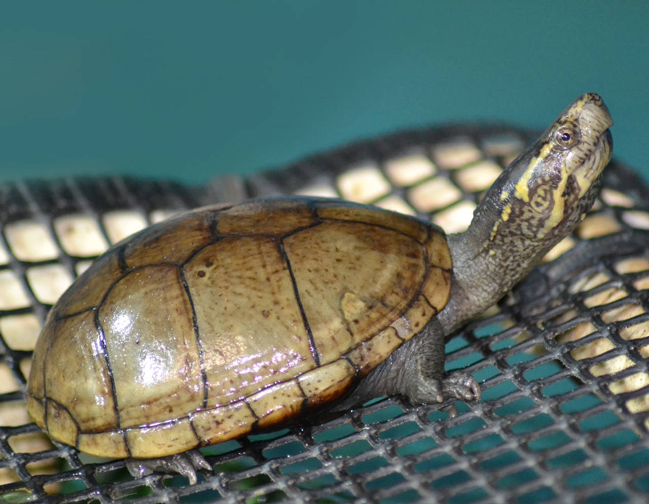Turtle 桌布 壁紙 — 一隻帶有圖案殼的小海龜在黑色網狀表面上休息，背景為青綠色。