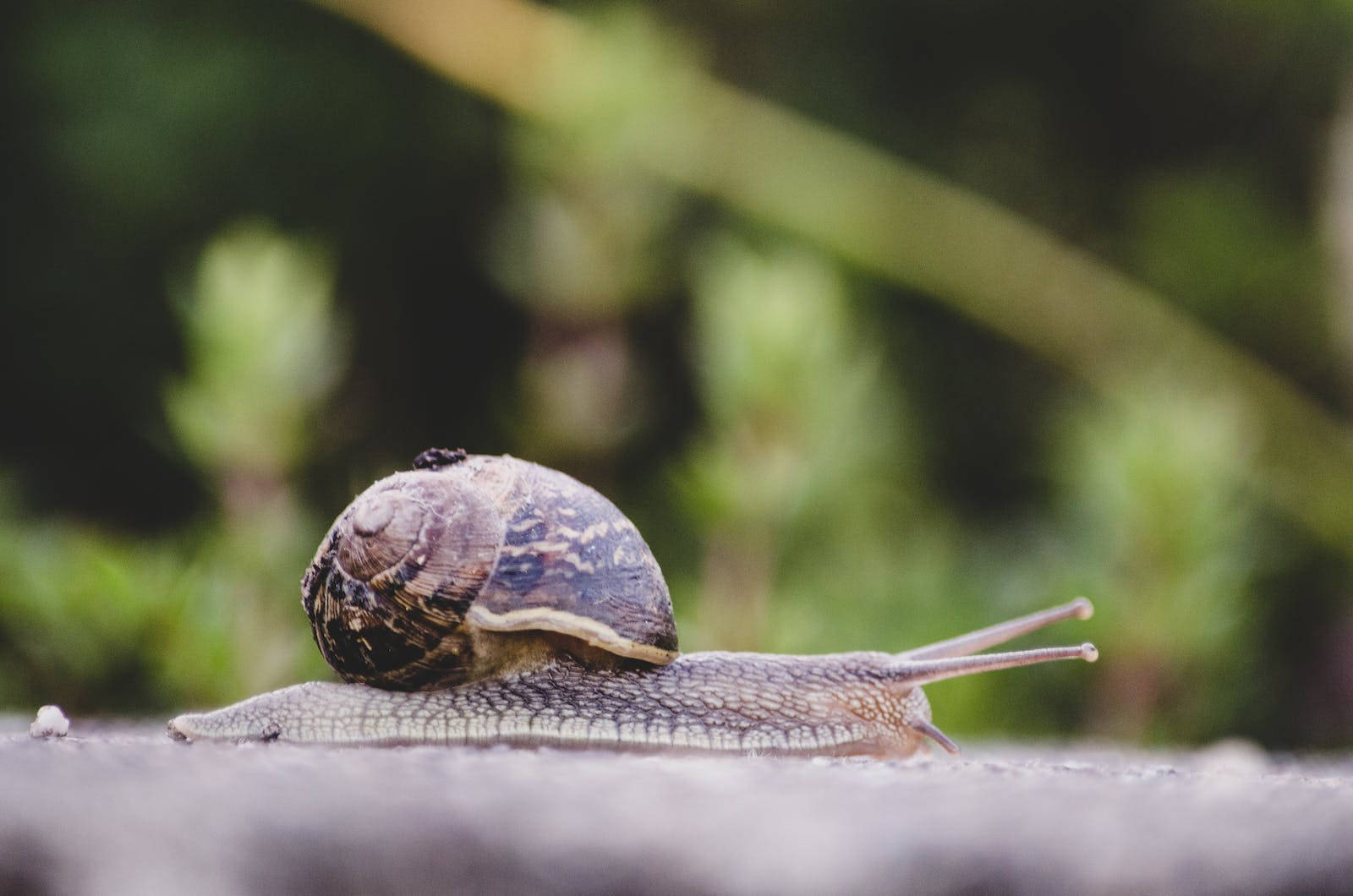 Snail 桌布 壁紙 — 一隻帶有圖案殼的棕色蝸牛在模糊的綠色背景下，在紋理表面上緩慢爬行的特寫。