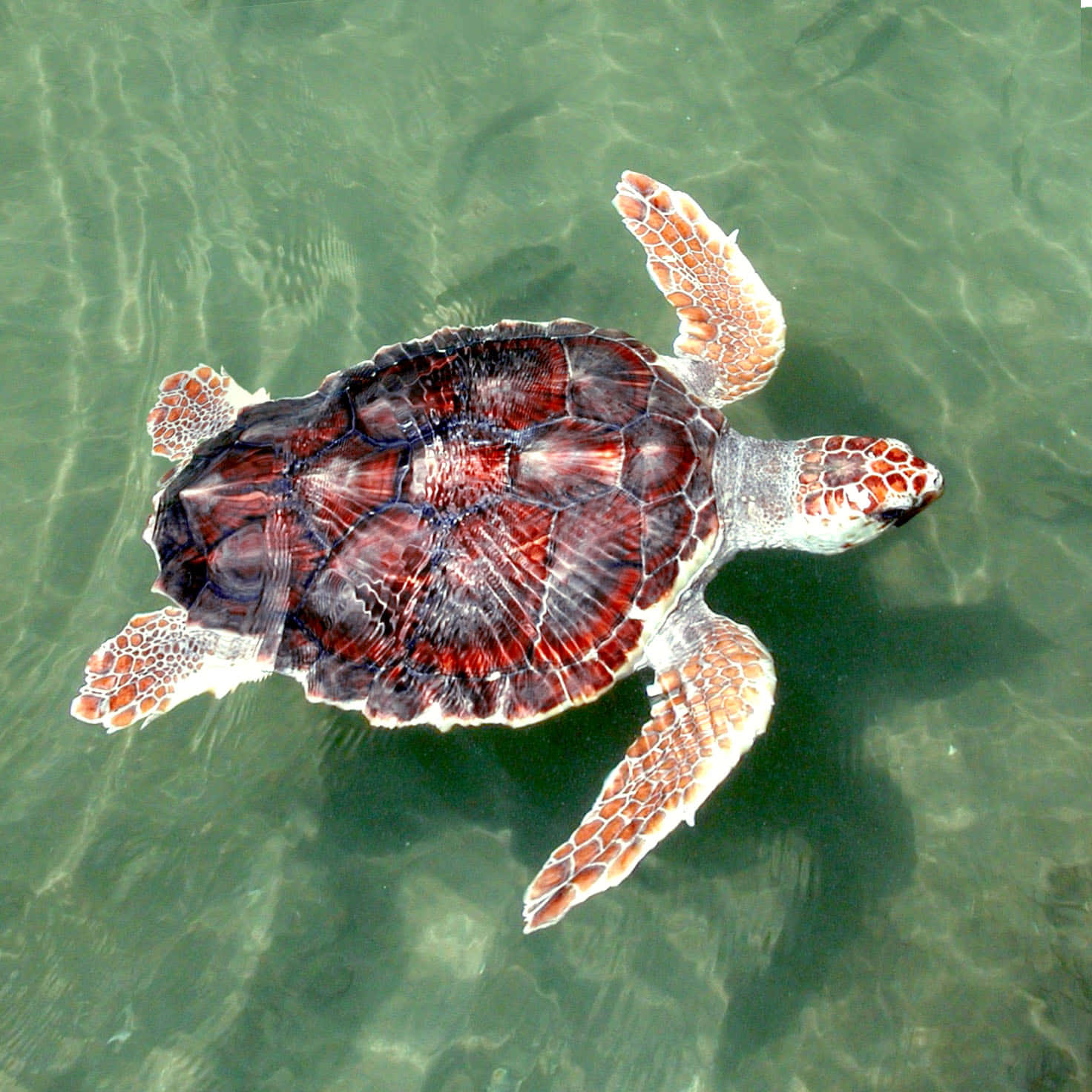 Turtle 桌布 壁紙 — 一隻帶有圖案殼的海龜優雅地滑過清澈的綠色海水，其鰭在表面下穩定地移動。