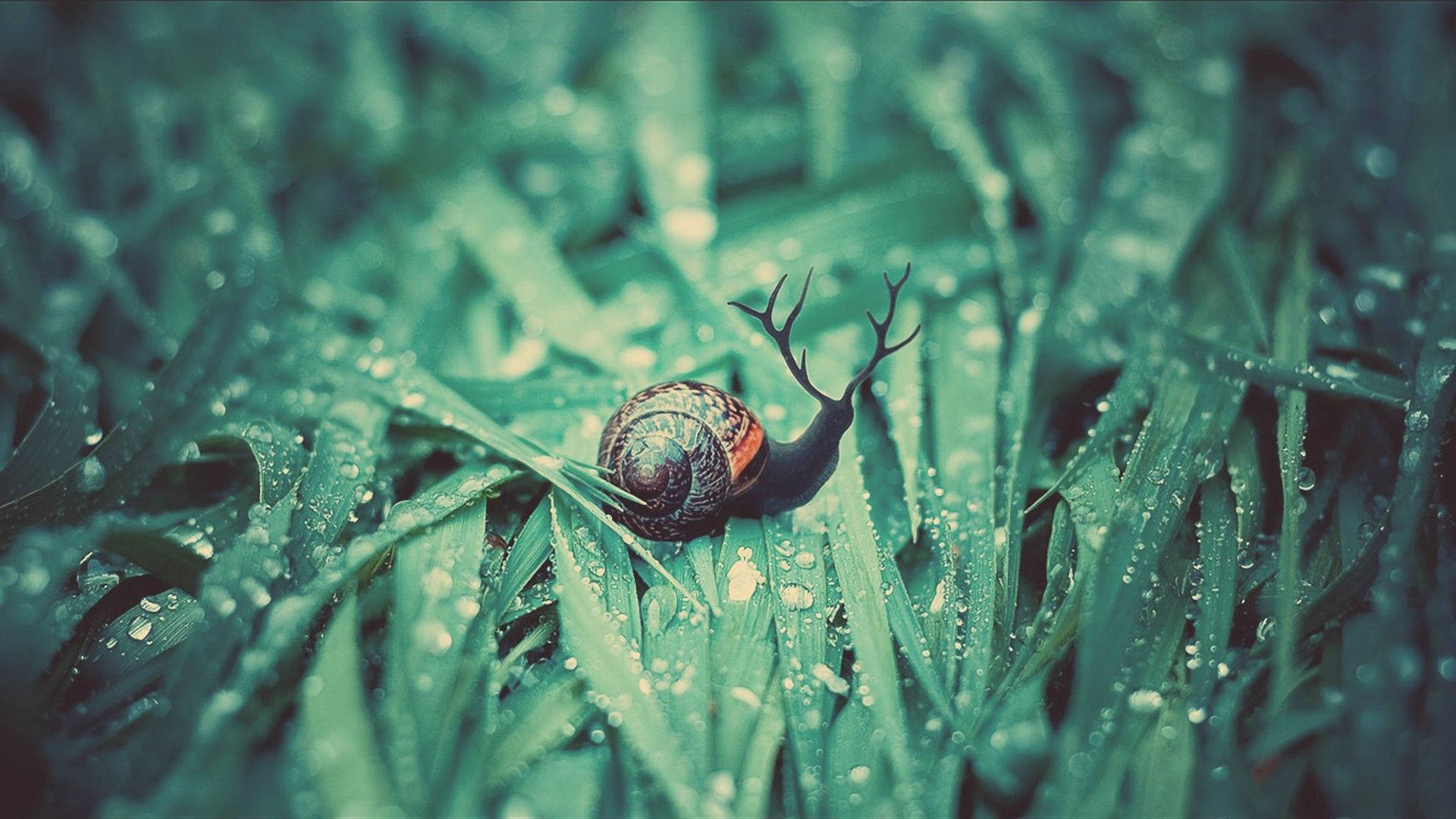 Snail 桌布 壁紙 — 一隻帶有圖案殼的蝸牛在柔和的晨光下爬過沾滿露水的綠色草地。