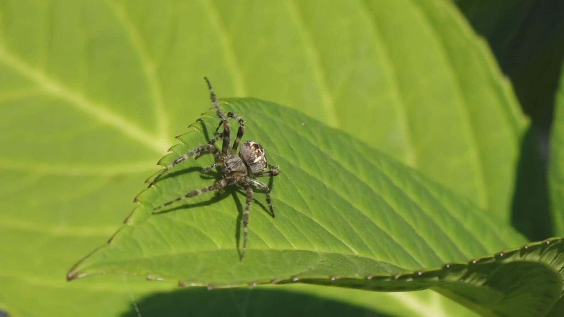 Brown Recluse Spider 桌布 壁紙 — 一隻帶有圖案腿的蜘蛛在明亮陽光下棲息於一片充滿活力的綠色大葉上的詳細特寫。