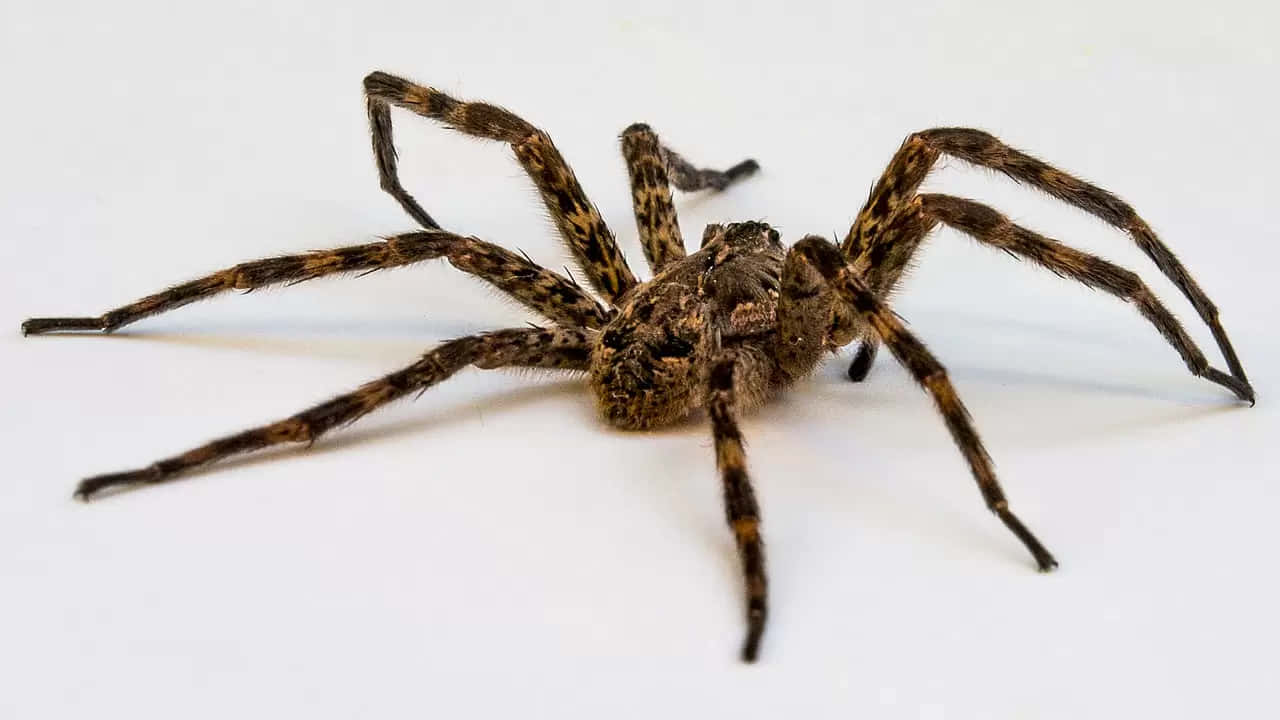 Wolf Spider 桌布 壁紙 — 一隻帶有圖案腿部的大型毛茸茸棕色蜘蛛，停留在純白色表面上。