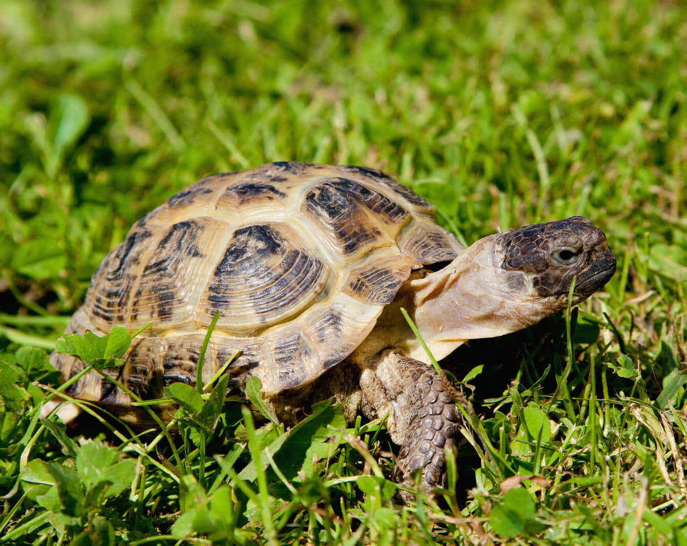Turtle 桌布 壁紙 — 一隻帶有圖案龜殼的陸龜在明亮陽光下緩慢穿過充滿活力的綠草的特寫。