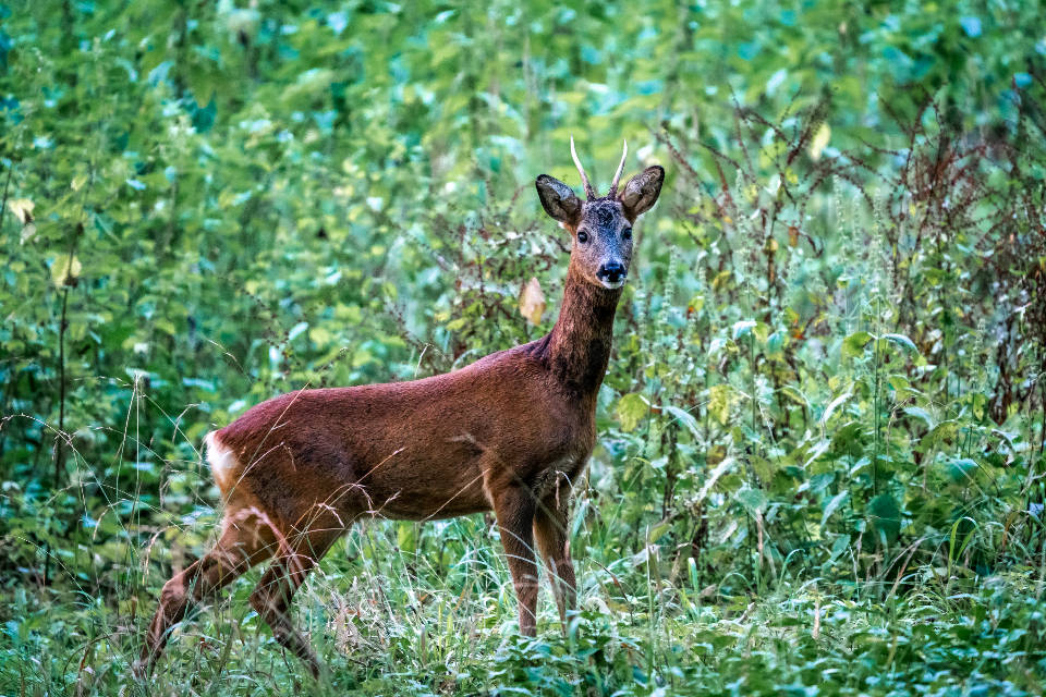 Deer Hunting 桌布 壁紙 — 一隻帶有小鹿角的年輕雄鹿在茂密的綠色森林灌木叢中警覺地站著。